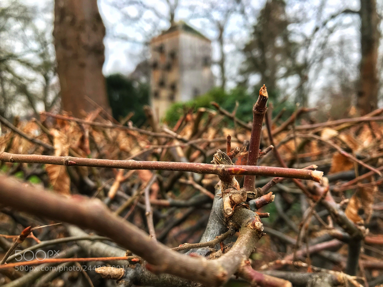 Apple iPhone 7 Plus sample photo. Tree‘s twigs photography