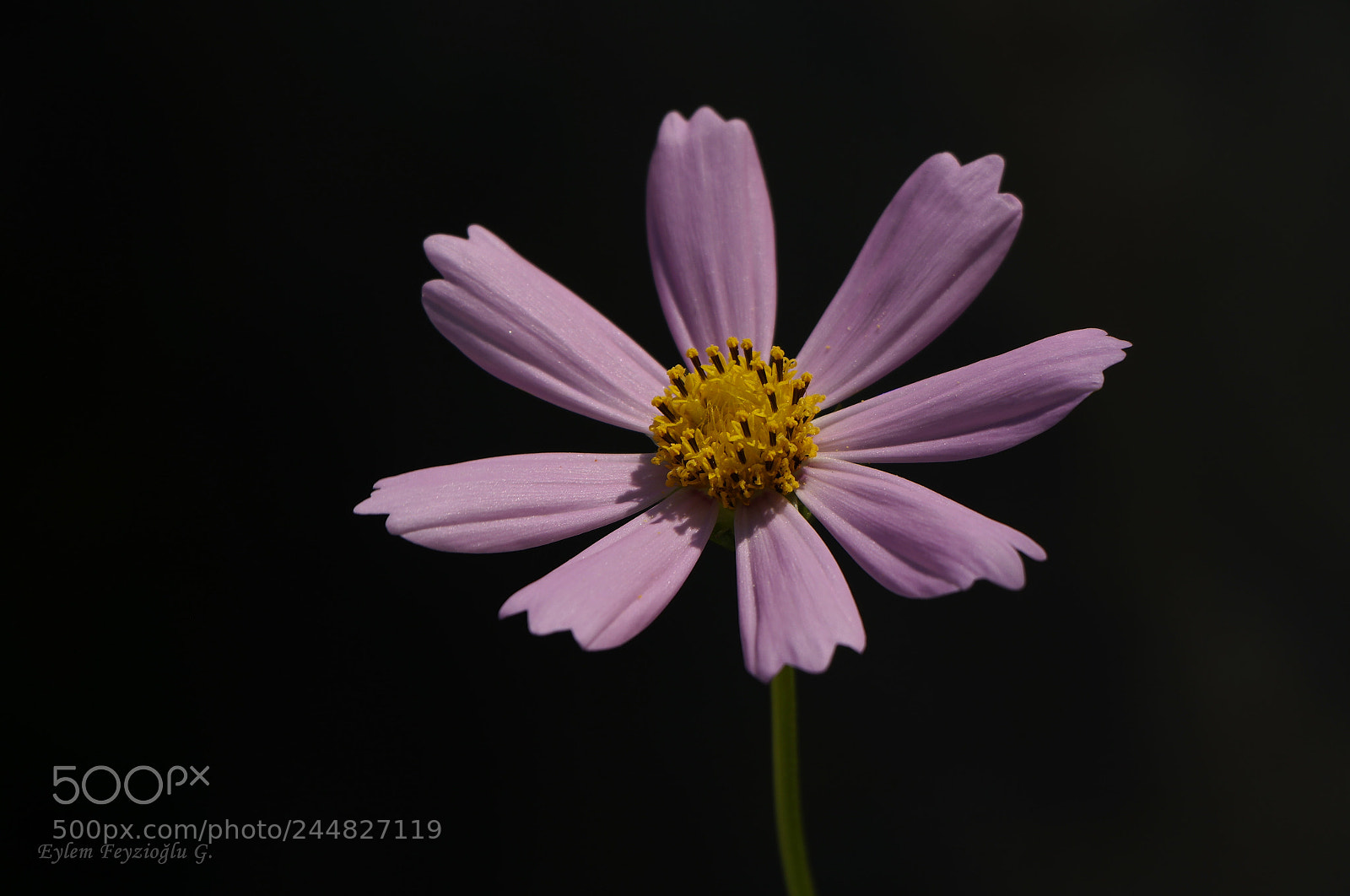 Samsung NX2000 sample photo. Flower photography