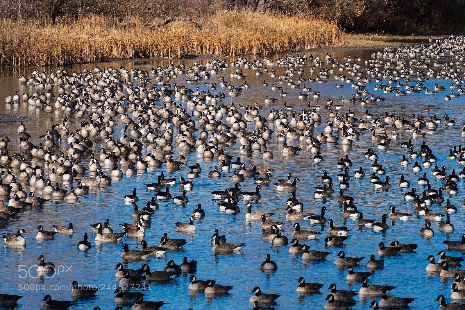 Nikon D7500 sample photo. Geese in the afternoon photography