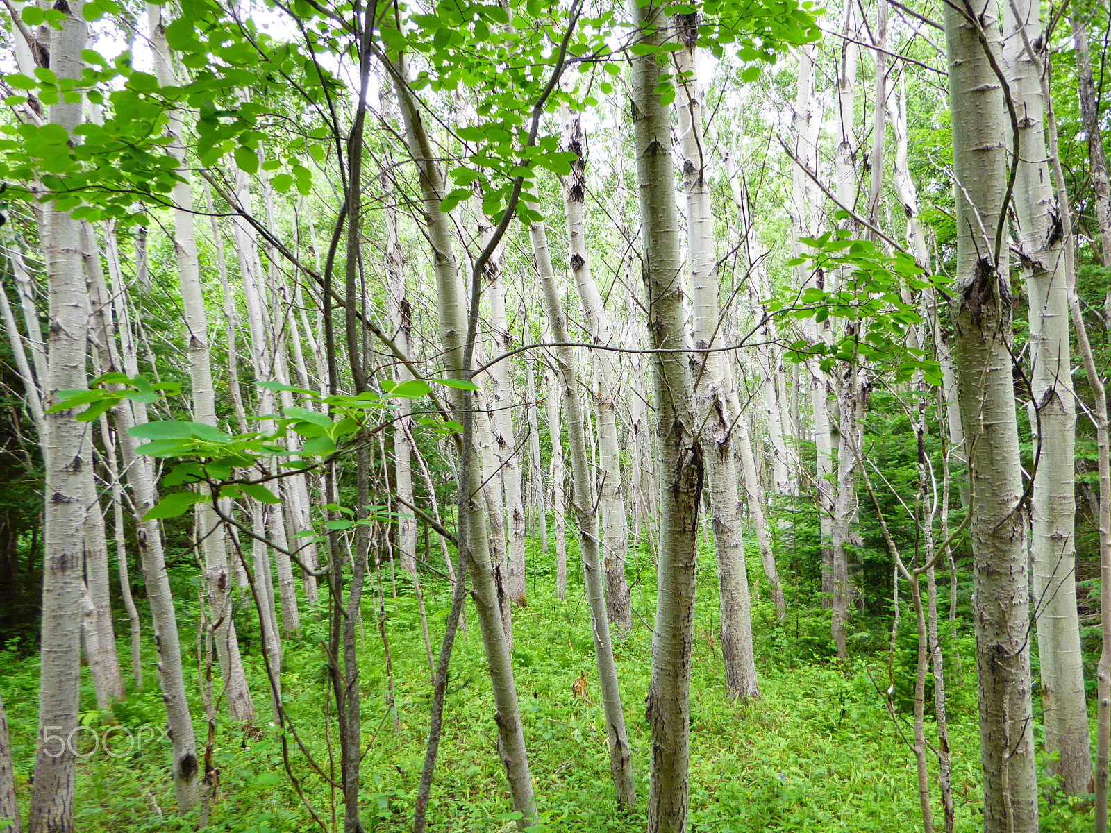 Panasonic Lumix DMC-ZS50 (Lumix DMC-TZ70) sample photo. Canadian birch trees forest photography