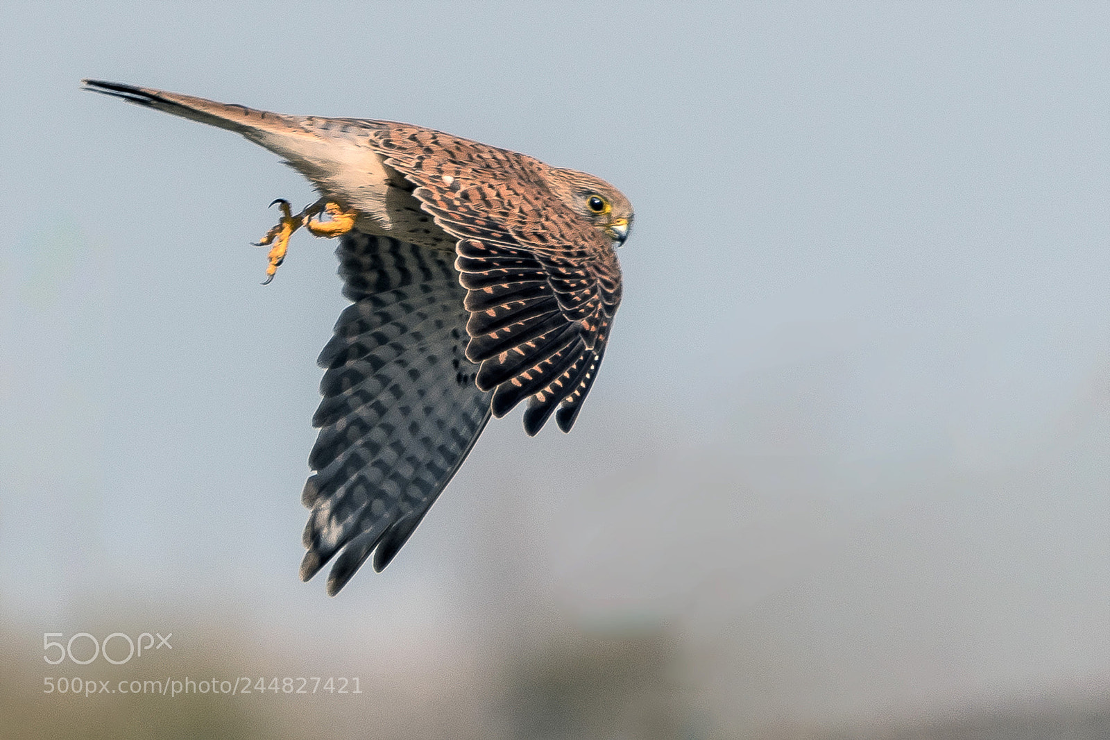 Nikon D500 sample photo. Kestrel in flight photography