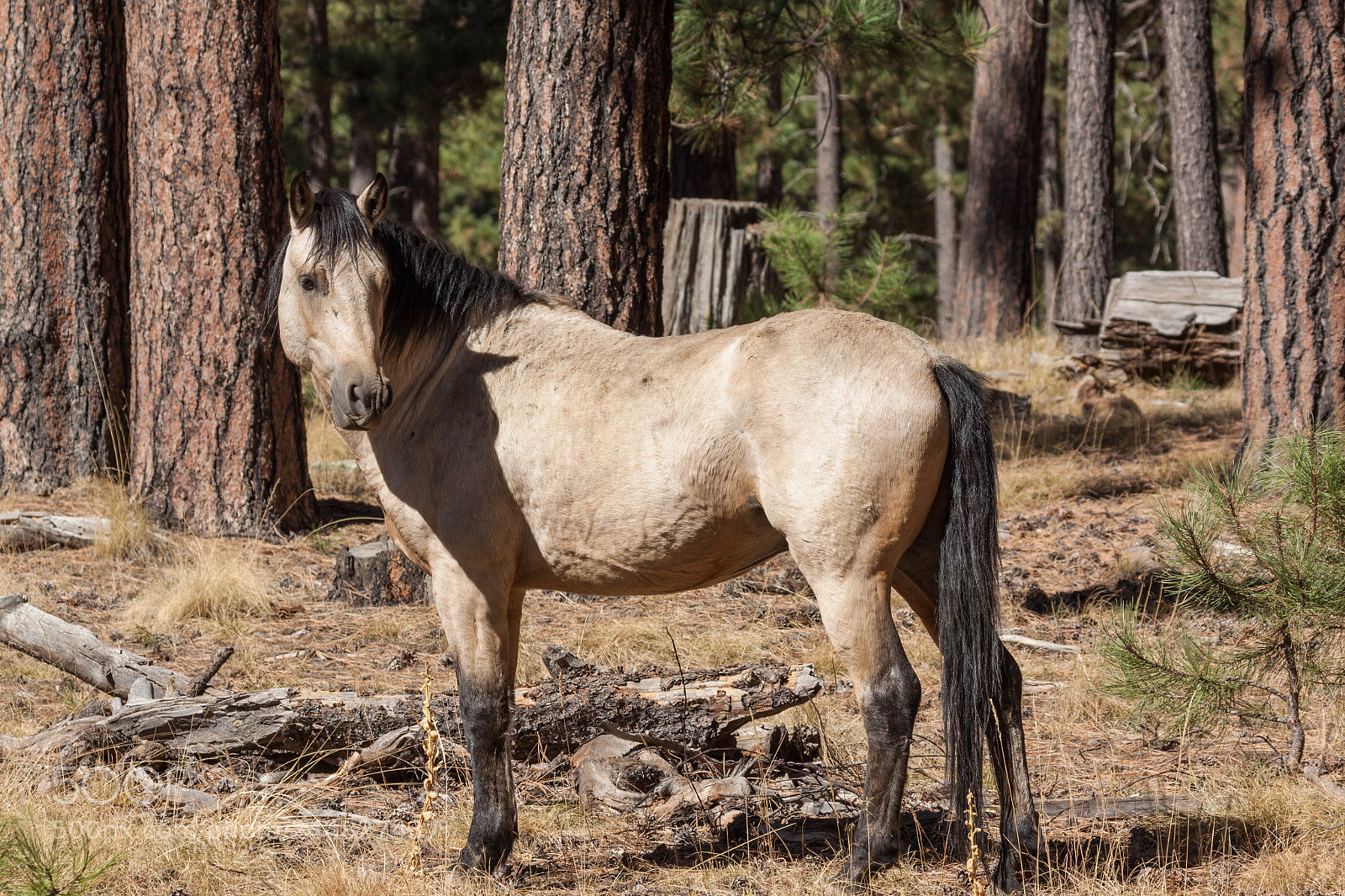 Canon EOS 50D sample photo. Wild horse stallion photography