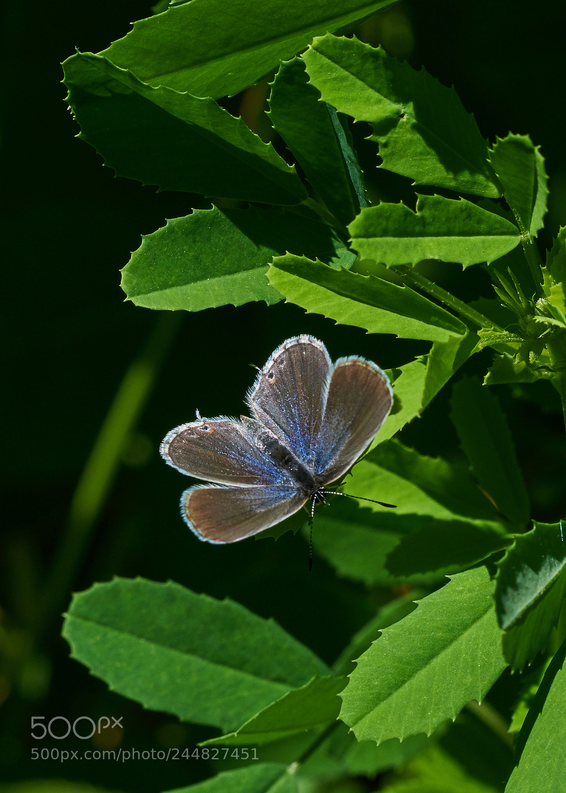 Sony a7R II sample photo. Western tailed-blue photography