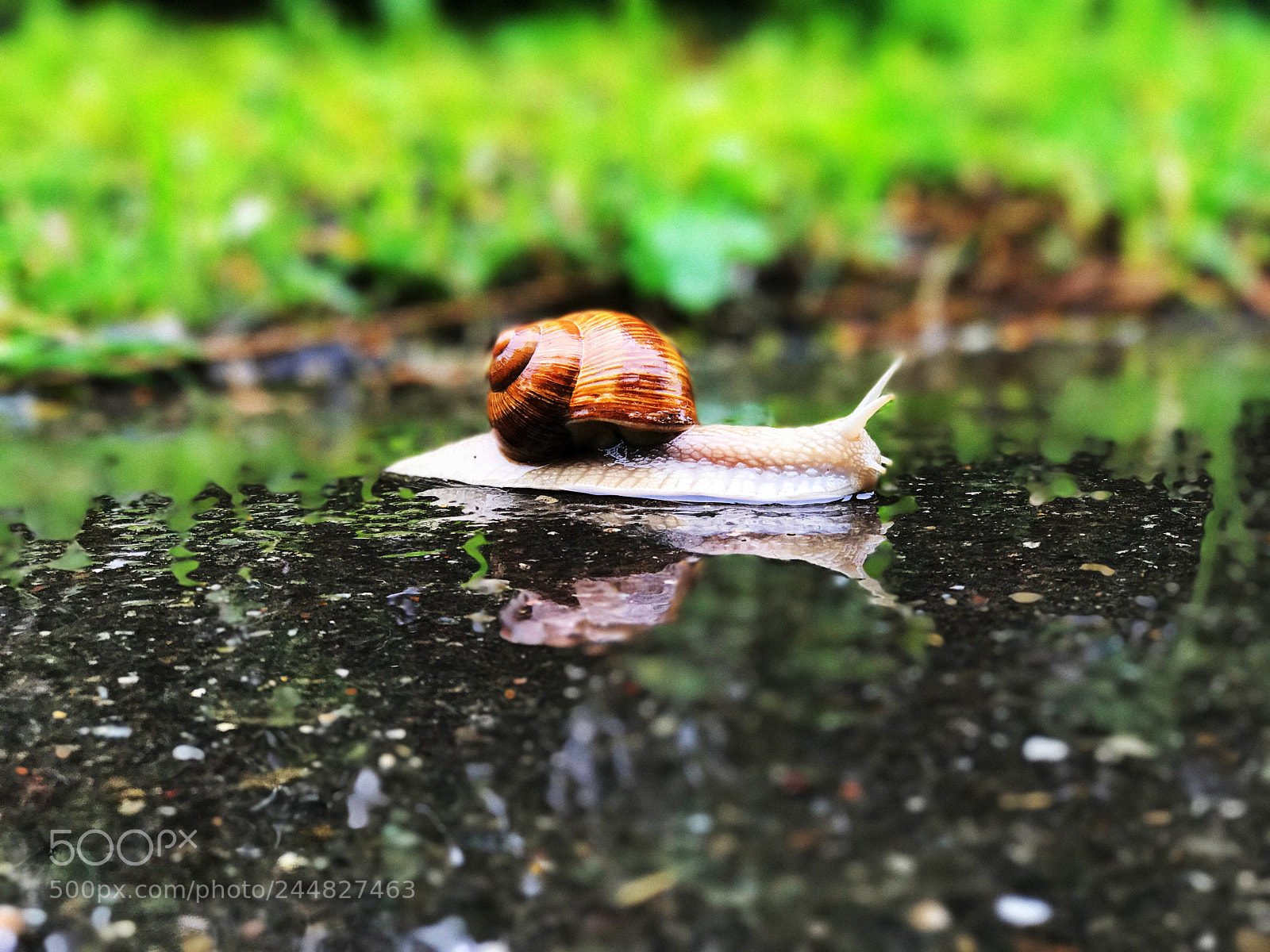 Apple iPhone 7 Plus sample photo. Snail photography