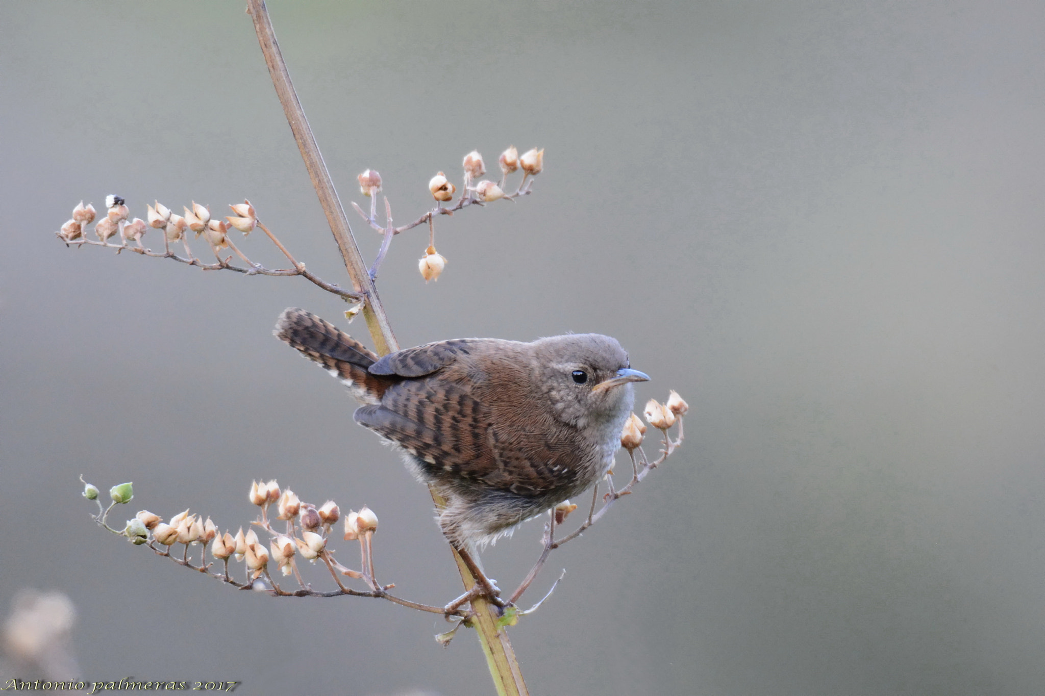 Sigma 150-600mm F5-6.3 DG OS HSM | S sample photo. Chochín común (troglodytes troglodytes) photography