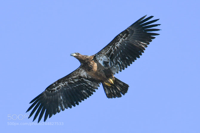 Nikon D850 sample photo. Juvenile, like the photographer. photography