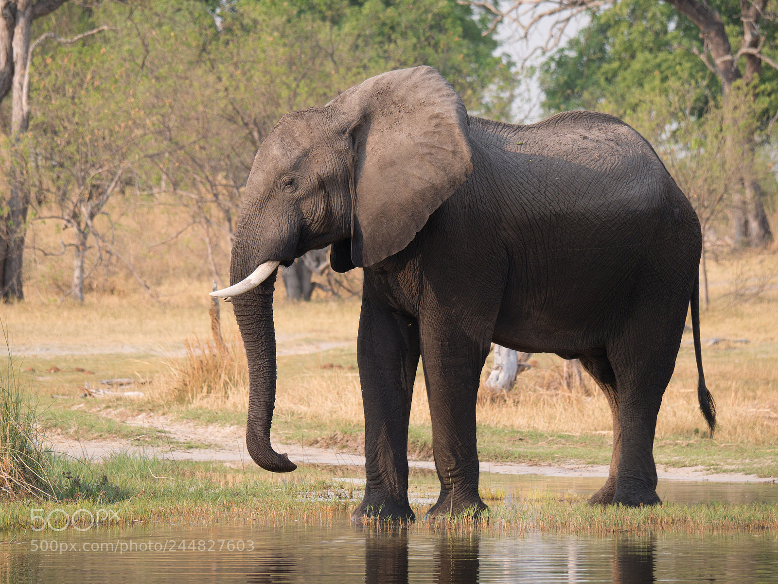 Panasonic DMC-G70 sample photo. Elephant photography