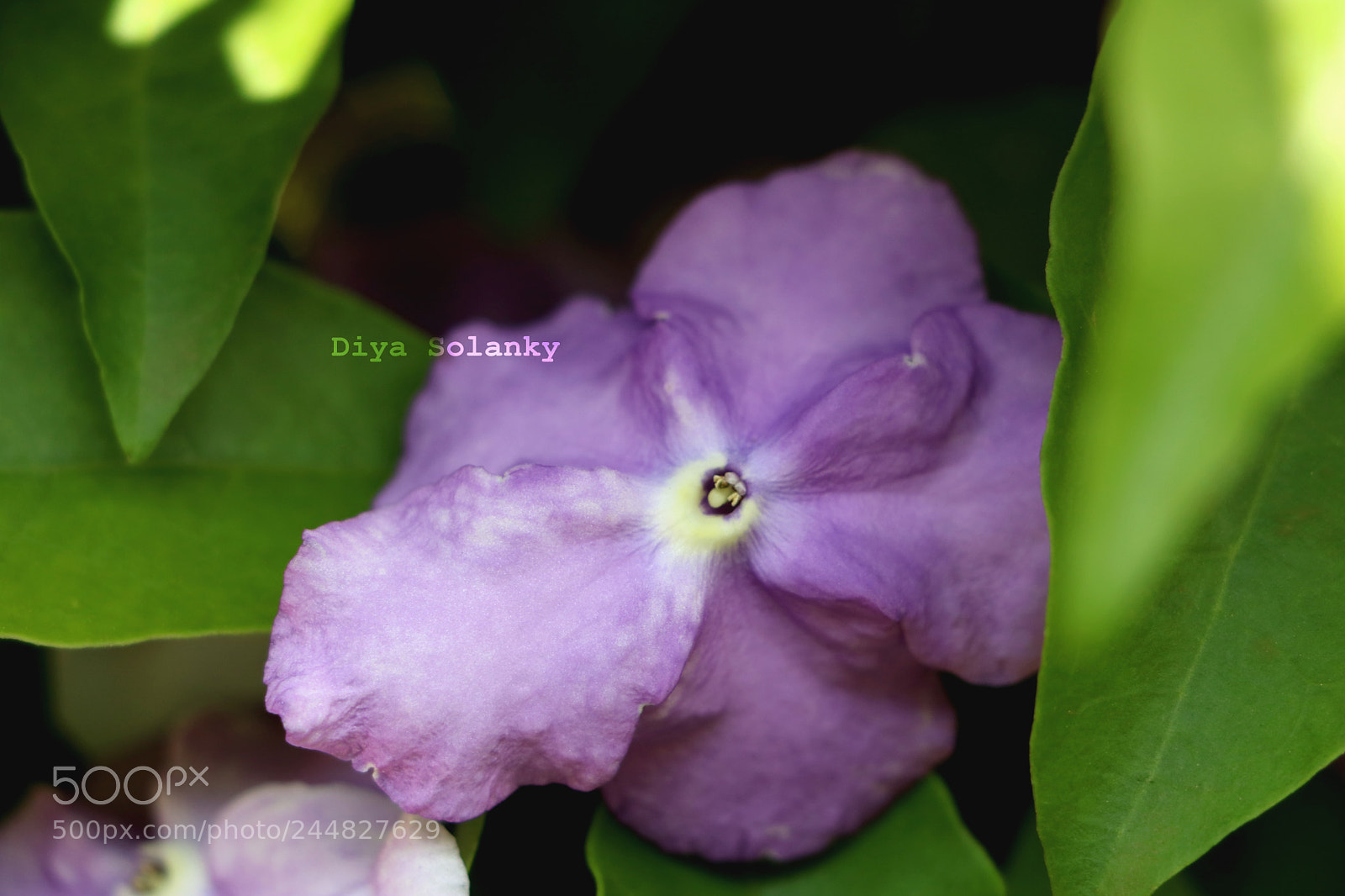 Canon EOS 750D (EOS Rebel T6i / EOS Kiss X8i) sample photo. The purple effect photography