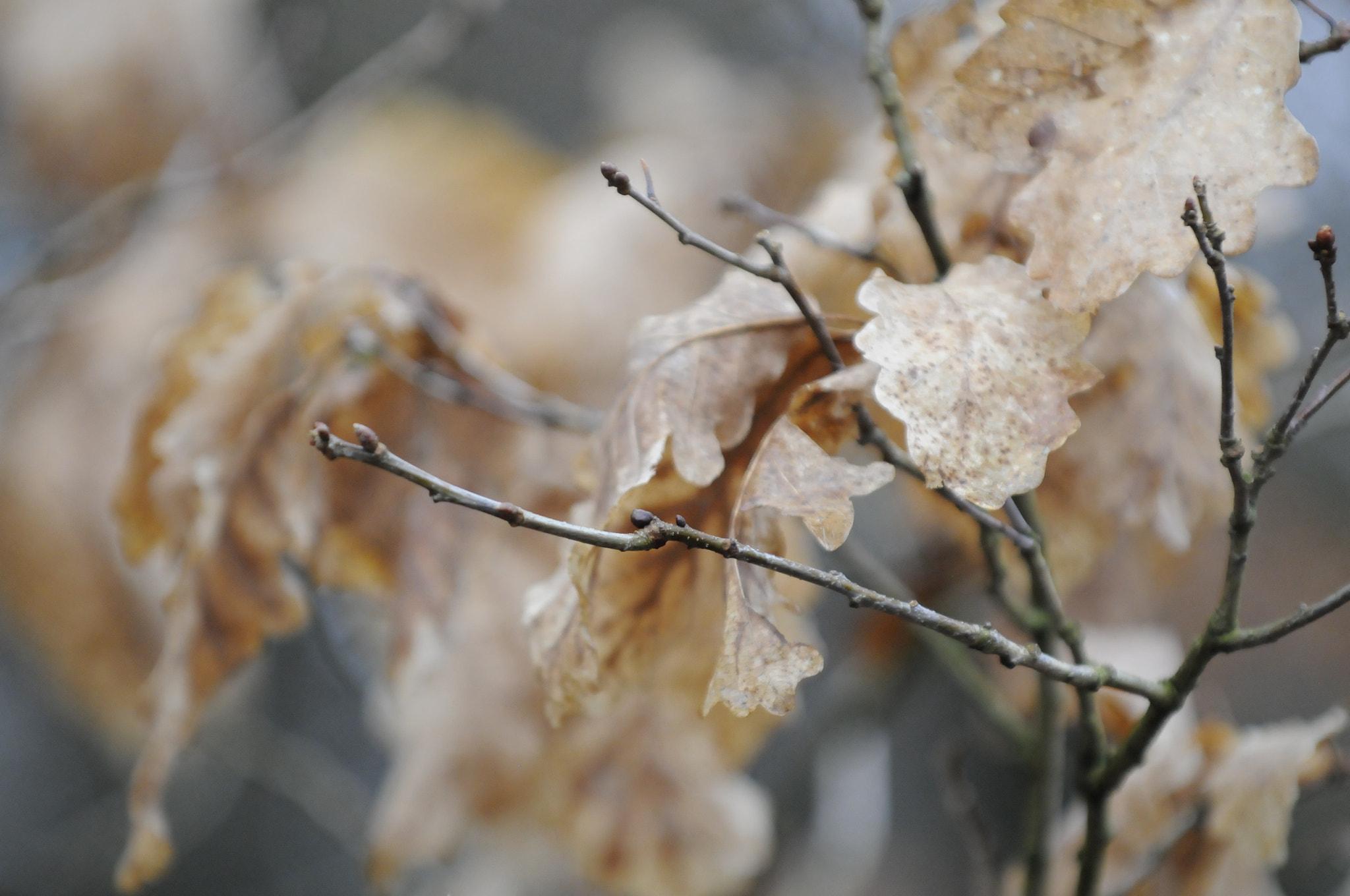 Nikon D300 sample photo. Forêt 2018 photography