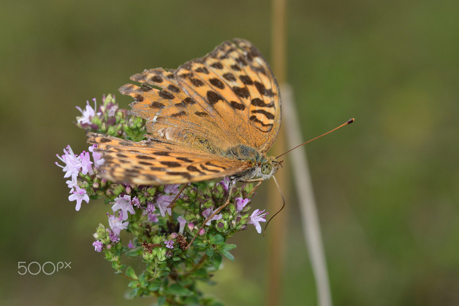 Nikon AF-S Micro-Nikkor 105mm F2.8G IF-ED VR sample photo. Butterfly photography