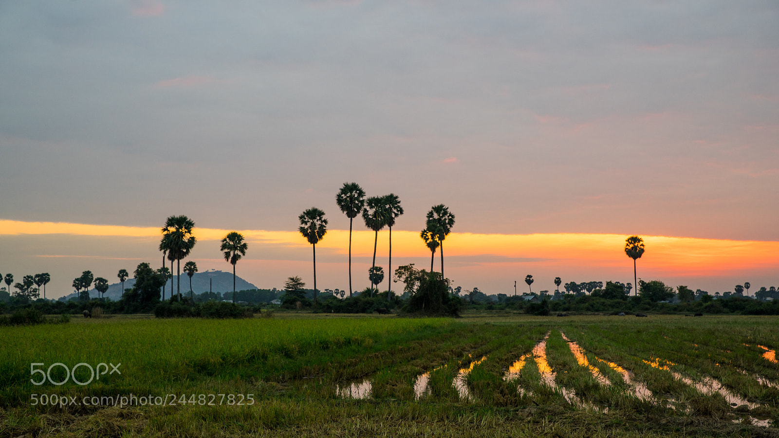 Sony a7 II sample photo. Sunset rice-field photography