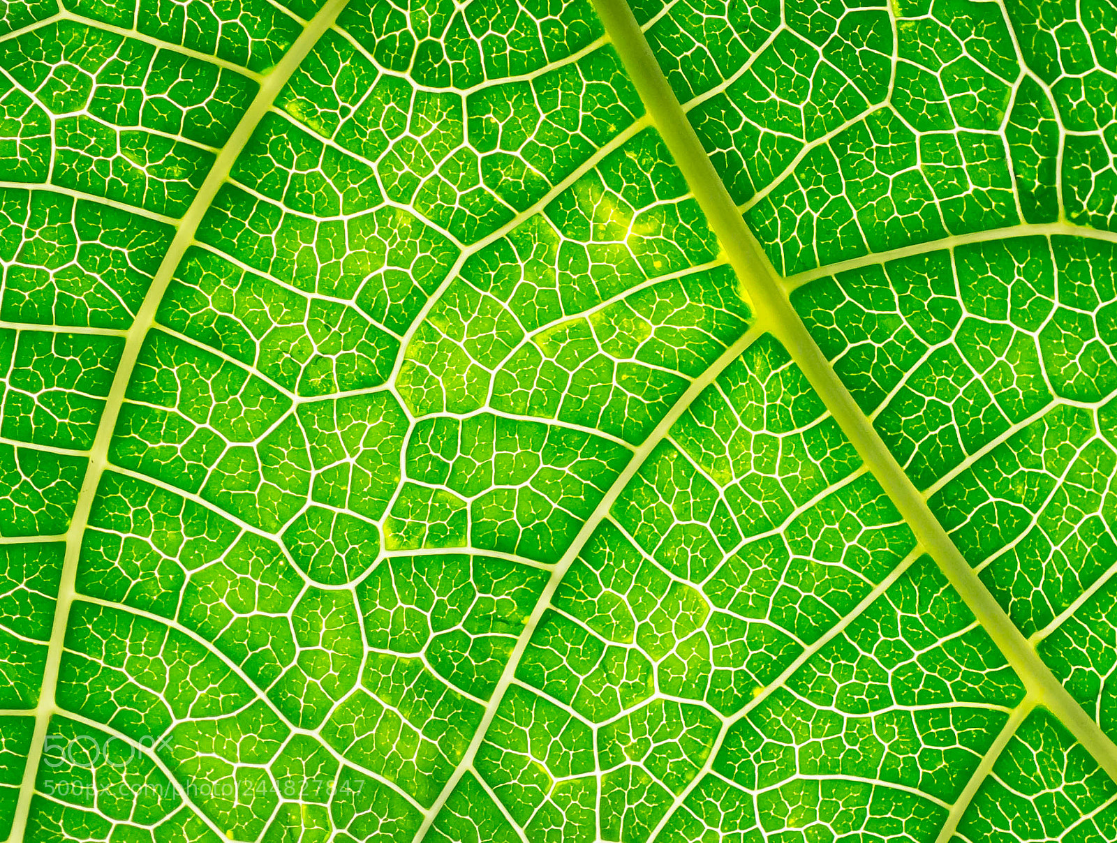 Nikon D7100 sample photo. Botanical garden zurich photography