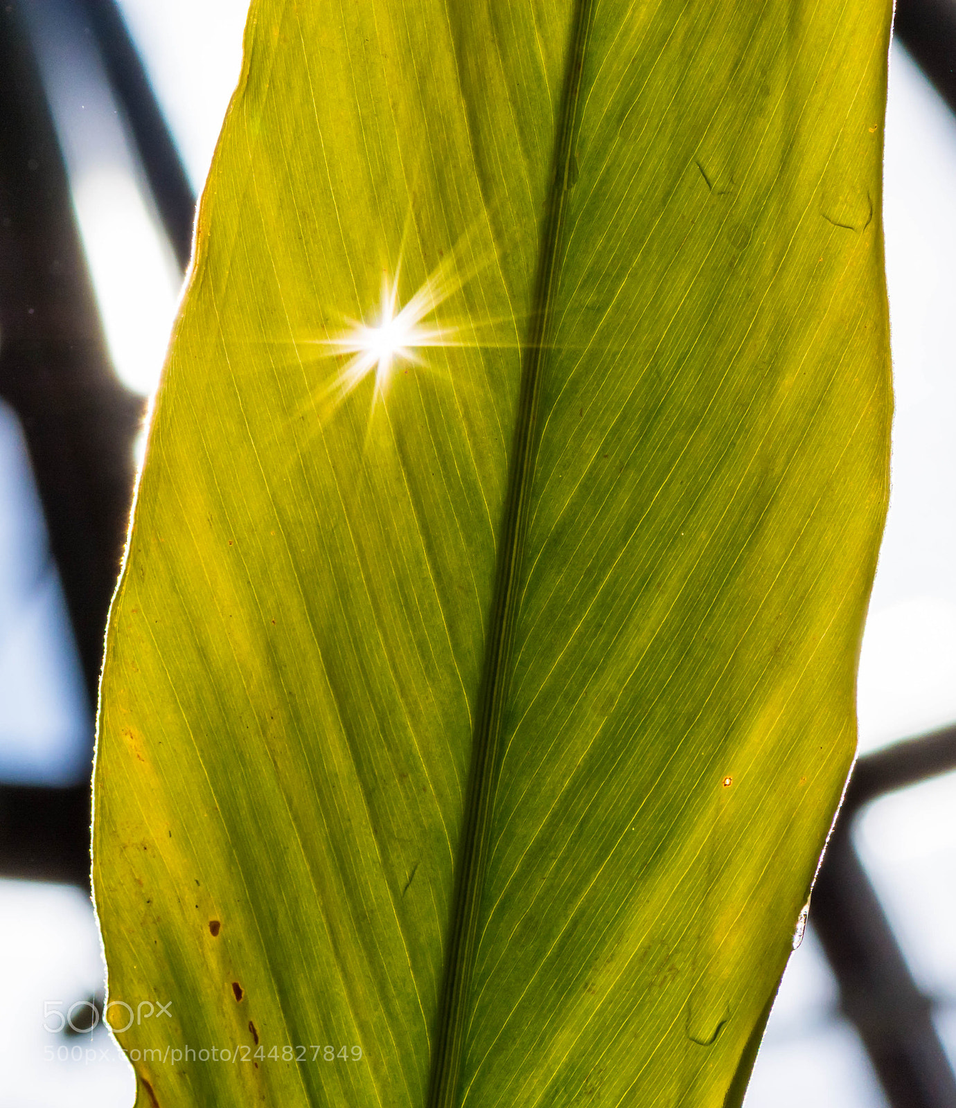 Nikon D7100 sample photo. Botanical garden zurich photography