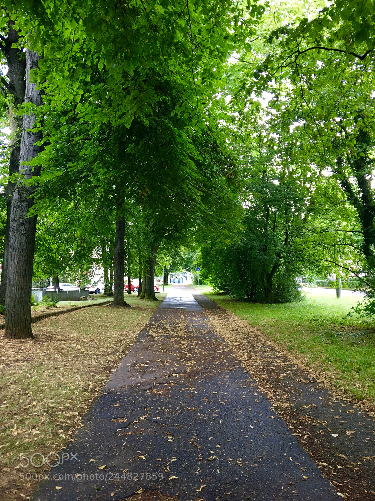 Apple iPhone 6s Plus sample photo. Trees photography