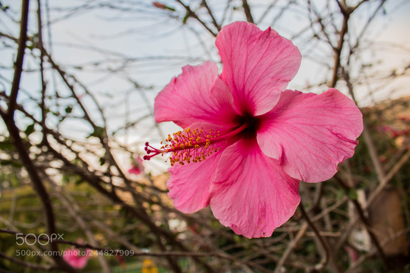 Canon EOS 1300D (EOS Rebel T6 / EOS Kiss X80) sample photo. Flower photography