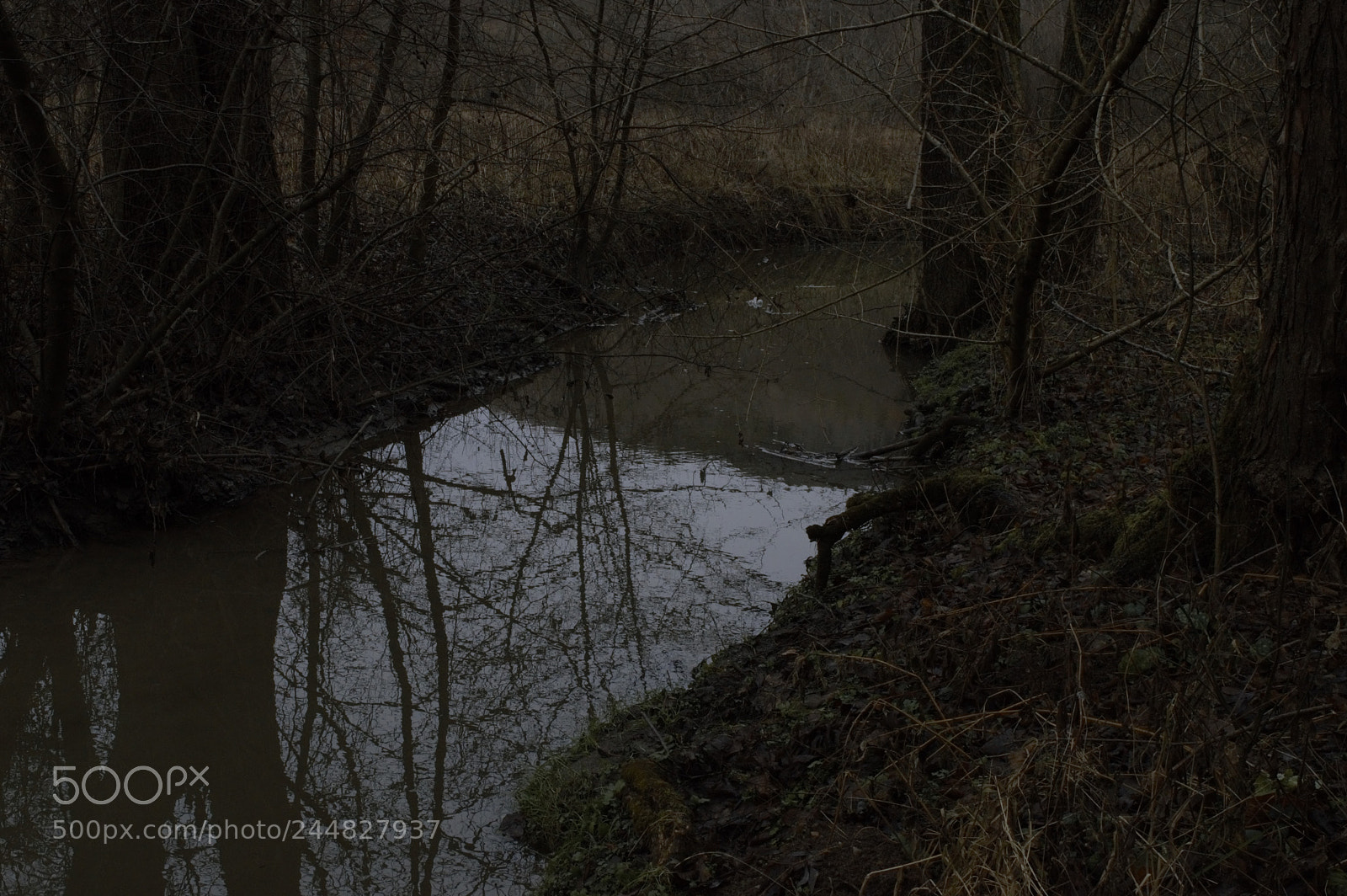 Nikon D3200 sample photo. Forest river photography
