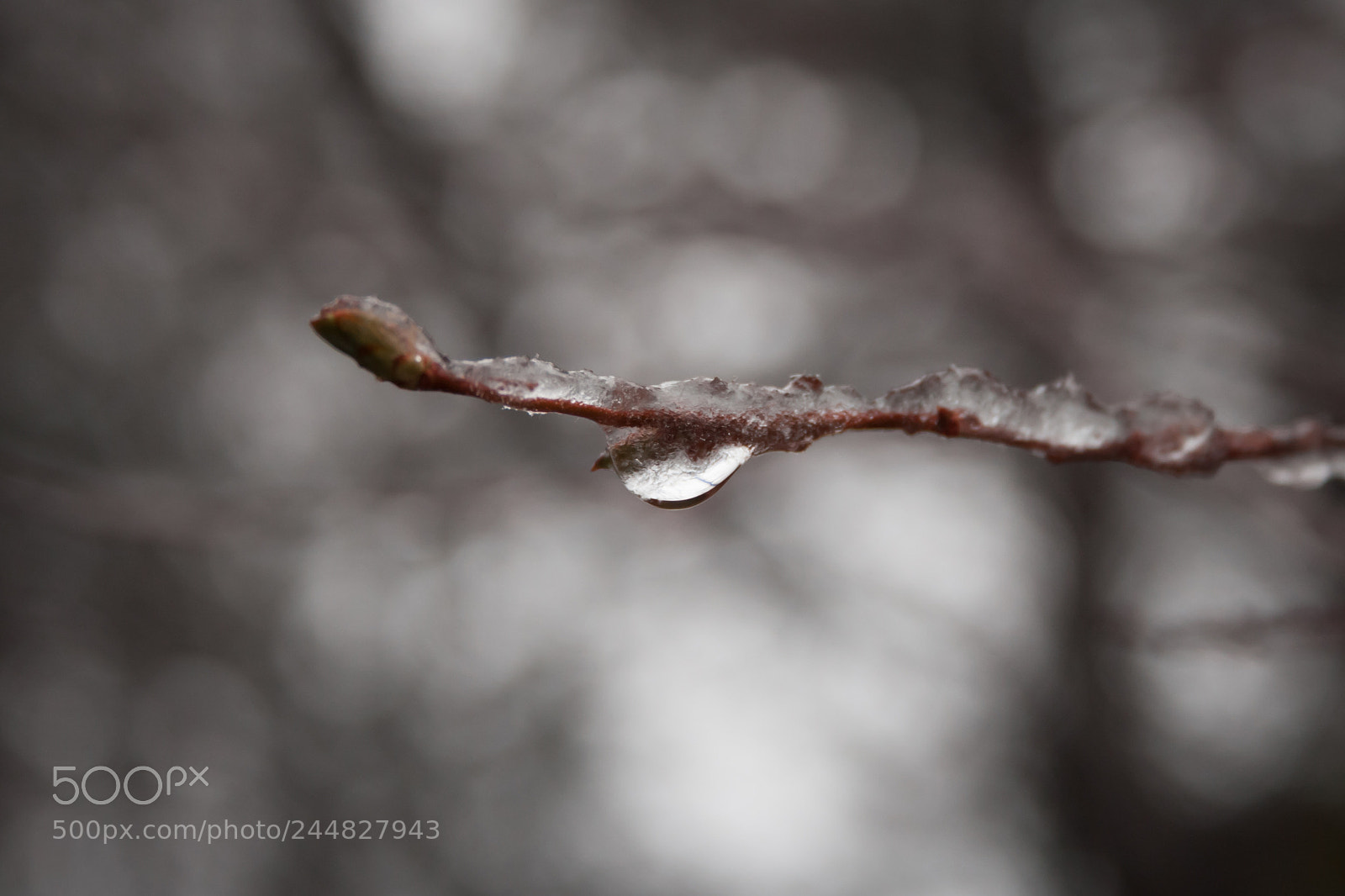 Canon EOS 1000D (EOS Digital Rebel XS / EOS Kiss F) sample photo. Snowy days photography