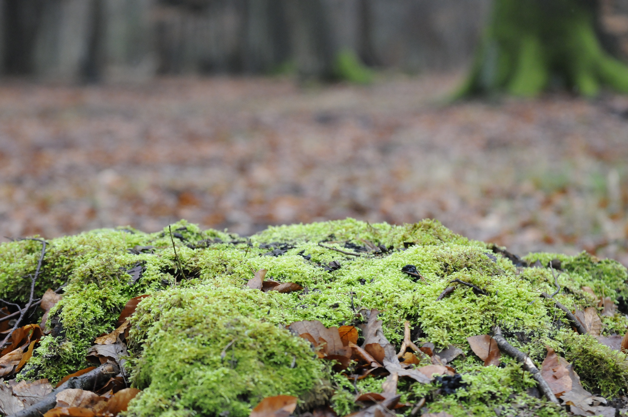 Nikon D300 sample photo. Forêt 2018 photography