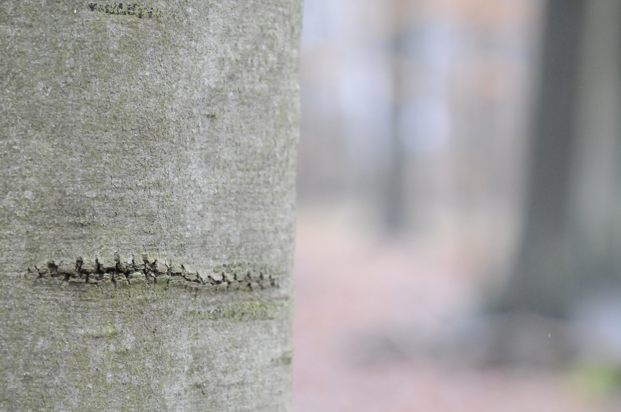 Nikon D300 sample photo. Forêt 2018 photography