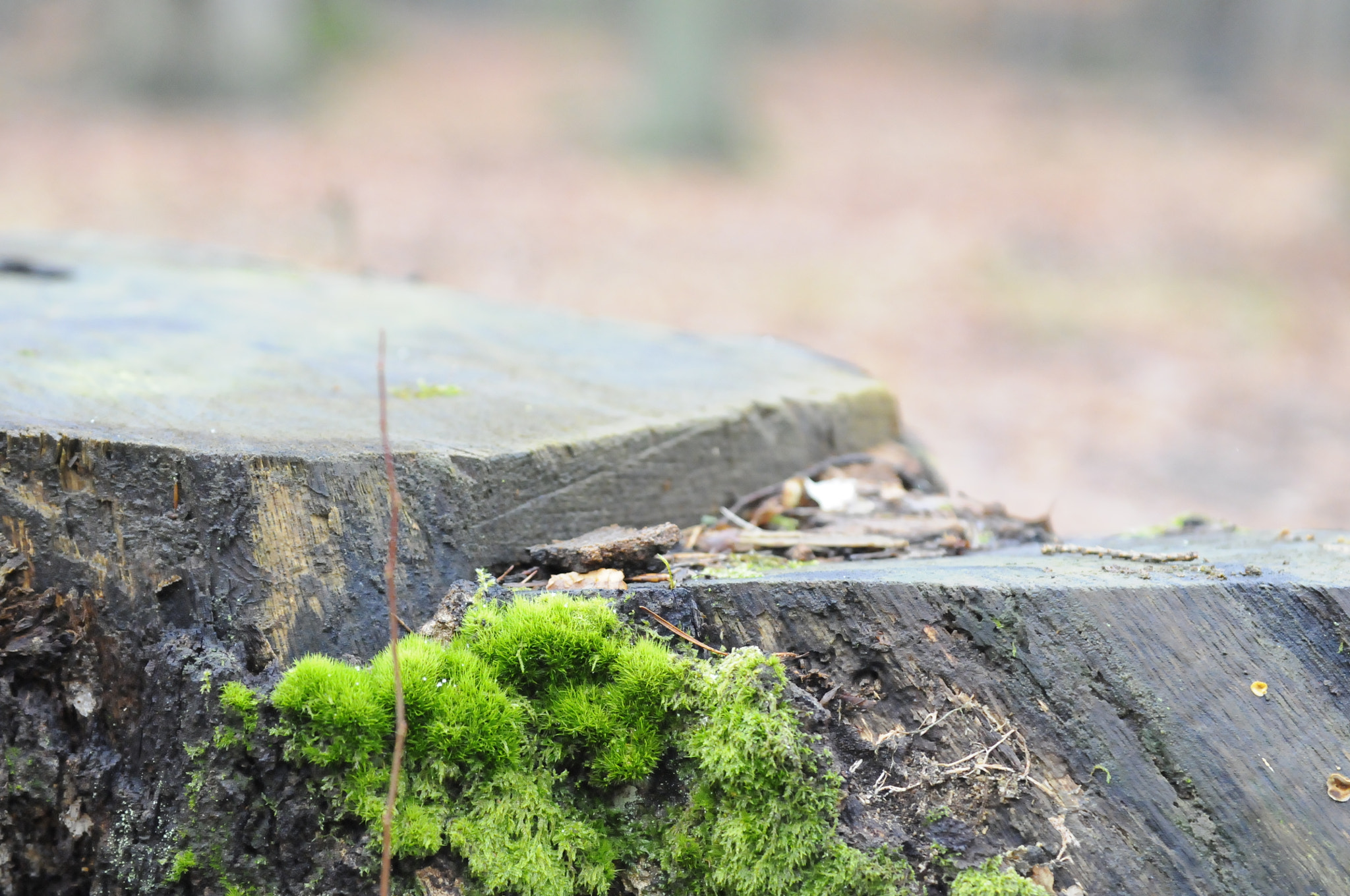 Nikon D300 sample photo. Forêt 2018 photography