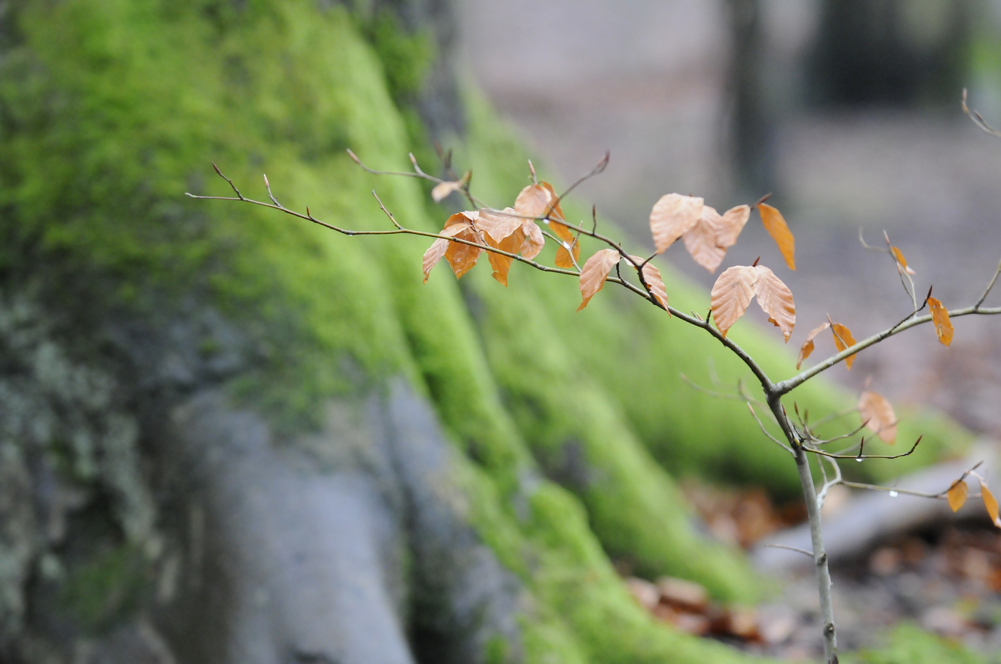 Nikon D300 sample photo. Forêt 2018 photography