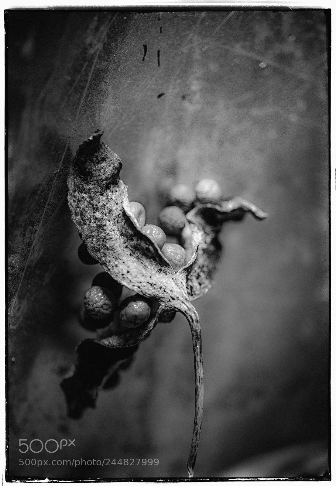 Sony a7 sample photo. Wild iris berries in photography