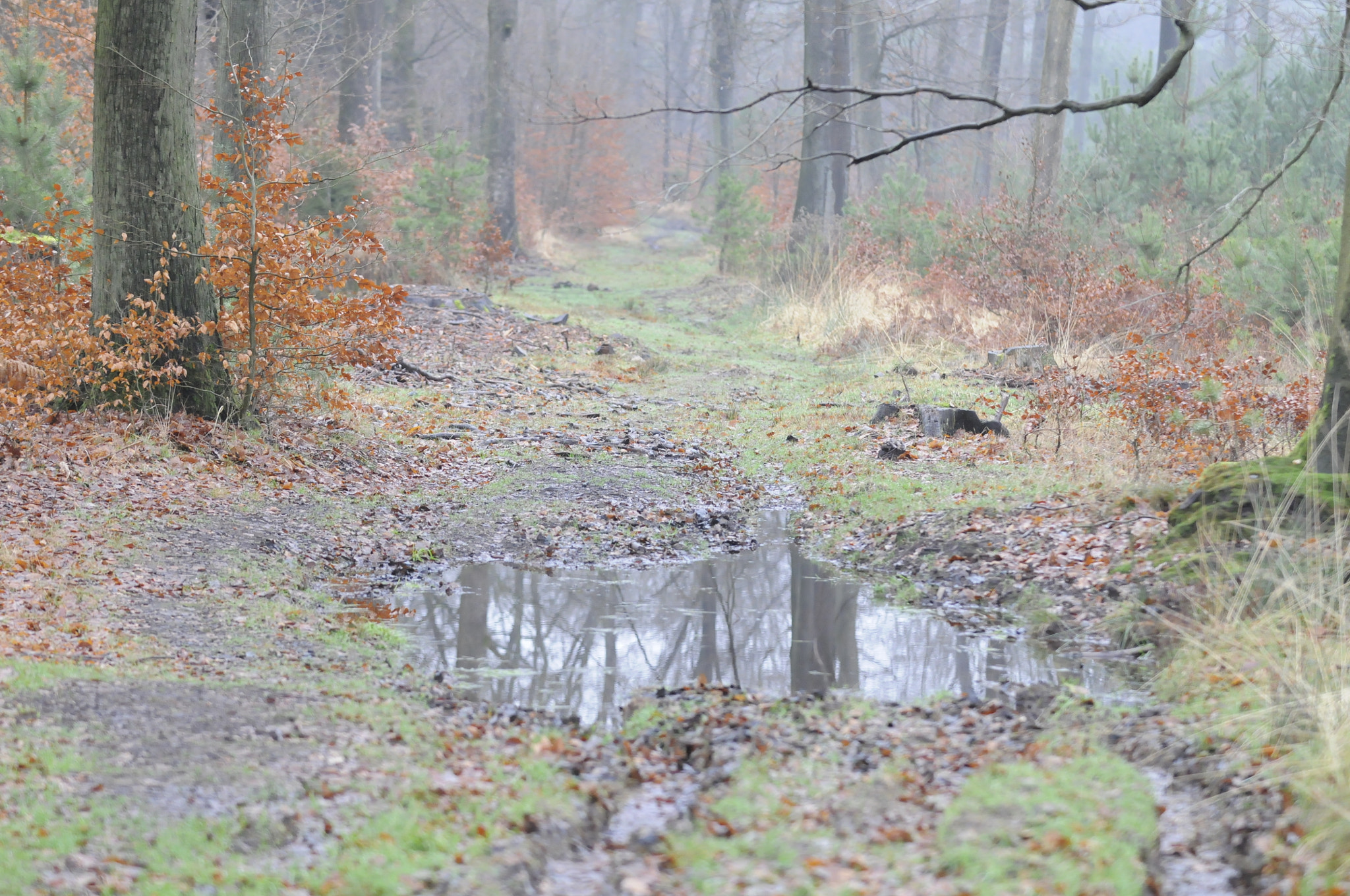 Nikon D300 sample photo. Forêt 2018 photography
