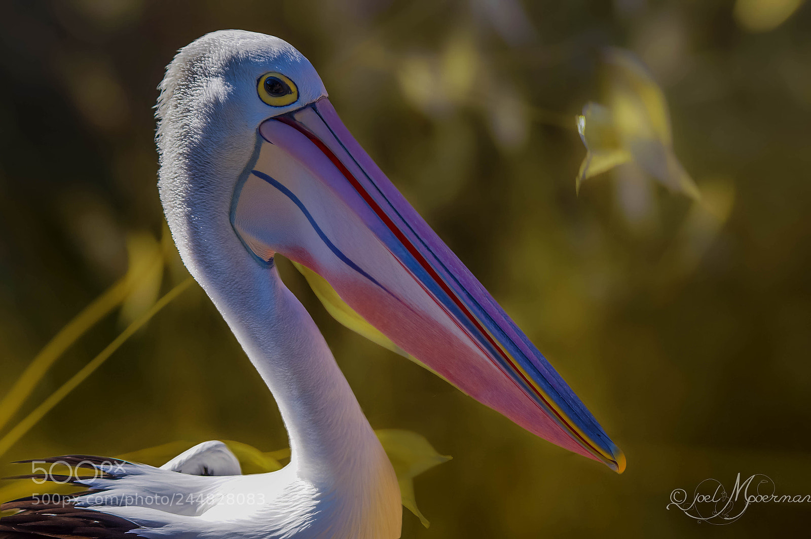 Sony SLT-A77 sample photo. Mr. pelican ! photography