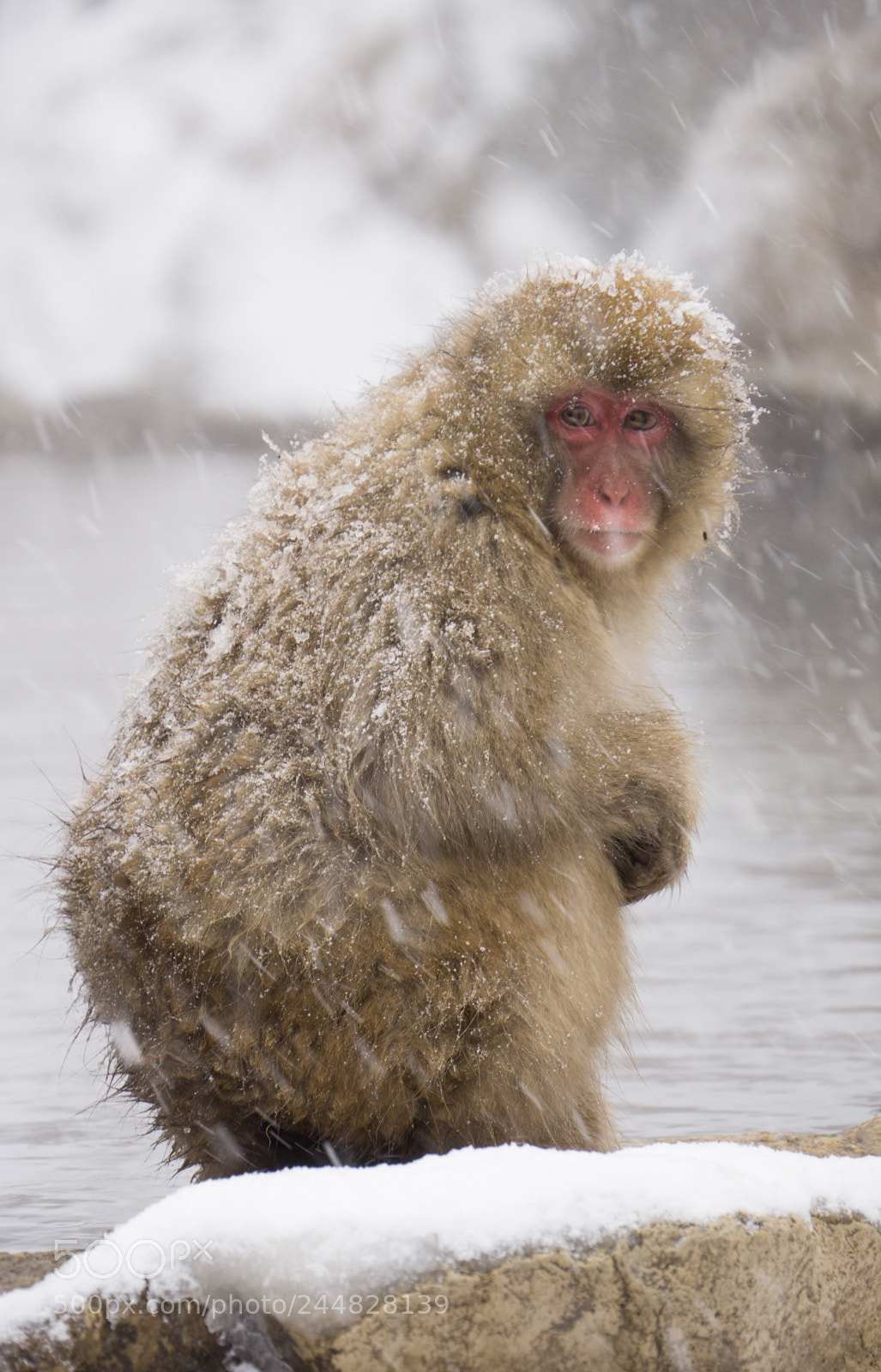 Sony a5100 sample photo. Snowmonkey photography