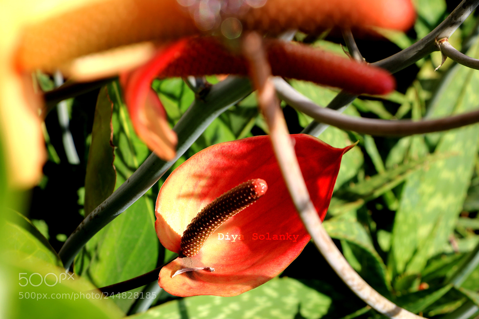 Canon EOS 750D (EOS Rebel T6i / EOS Kiss X8i) sample photo. Itsallaboutmothernature photography