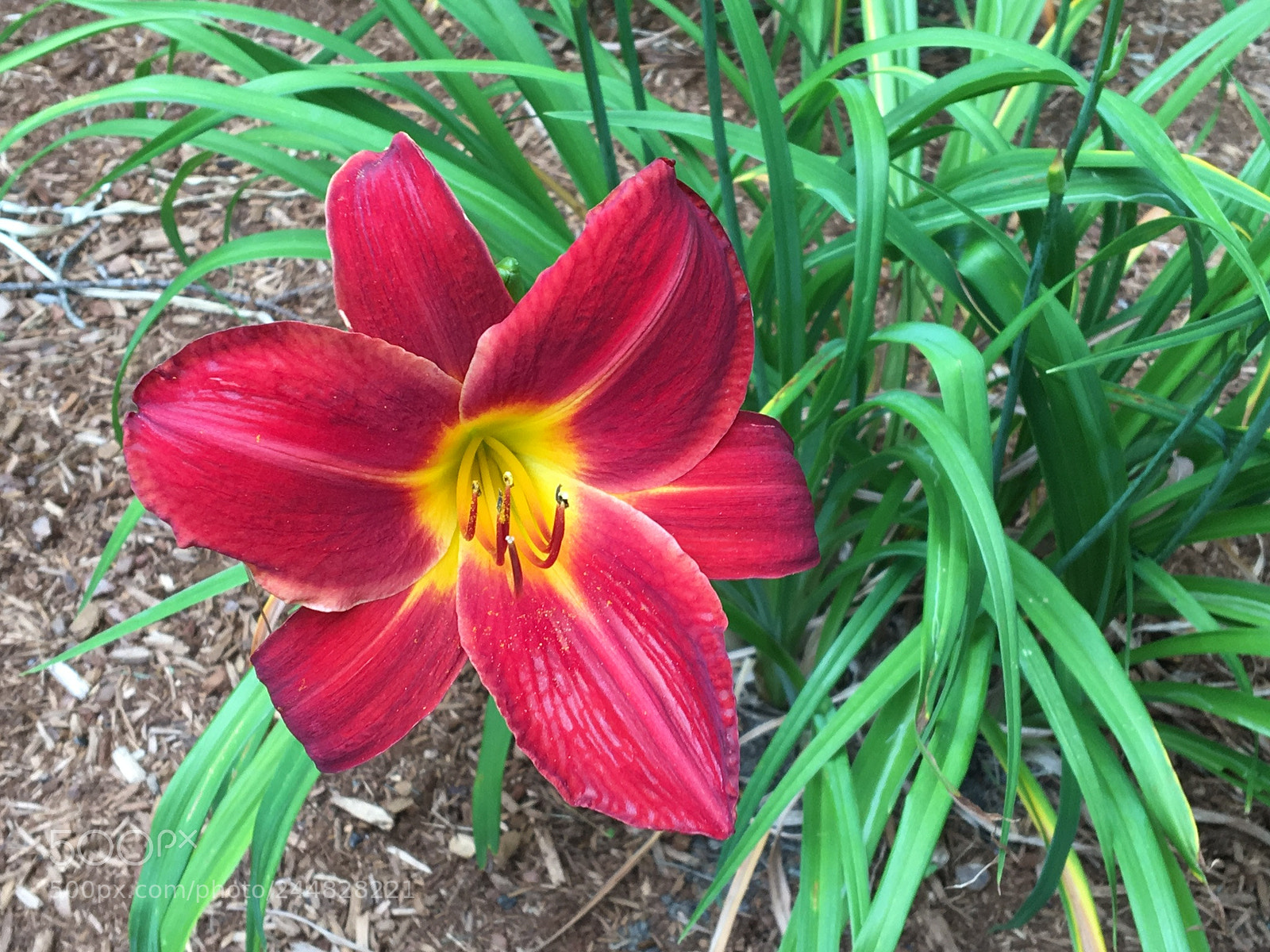 Apple iPhone 6s sample photo. Untitled photography