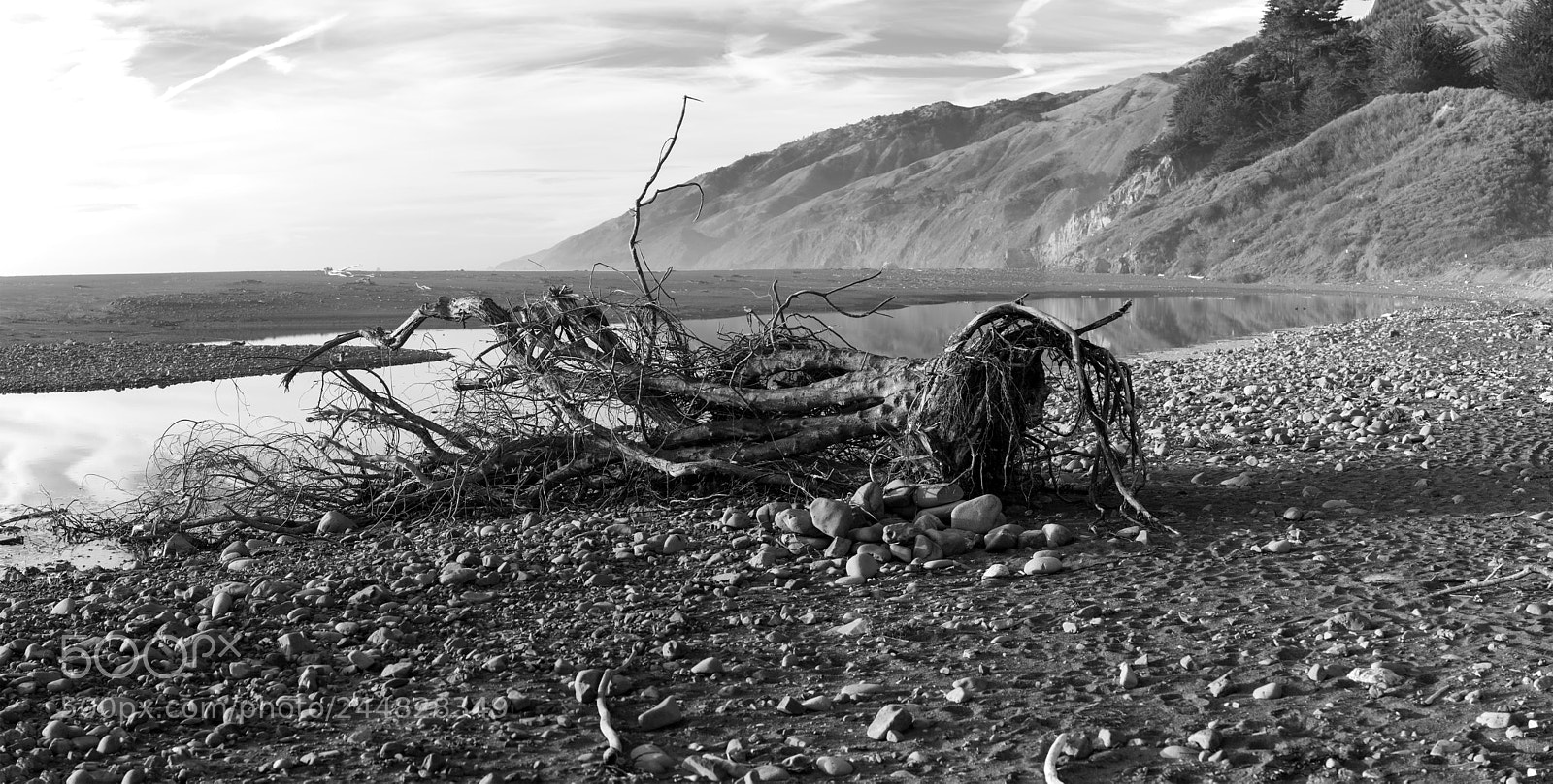 Sony a7R II sample photo. Dead wood photography