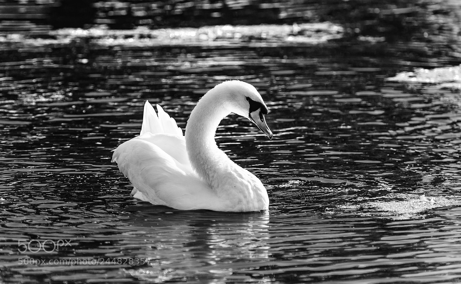 Nikon D800 sample photo. Swan photography