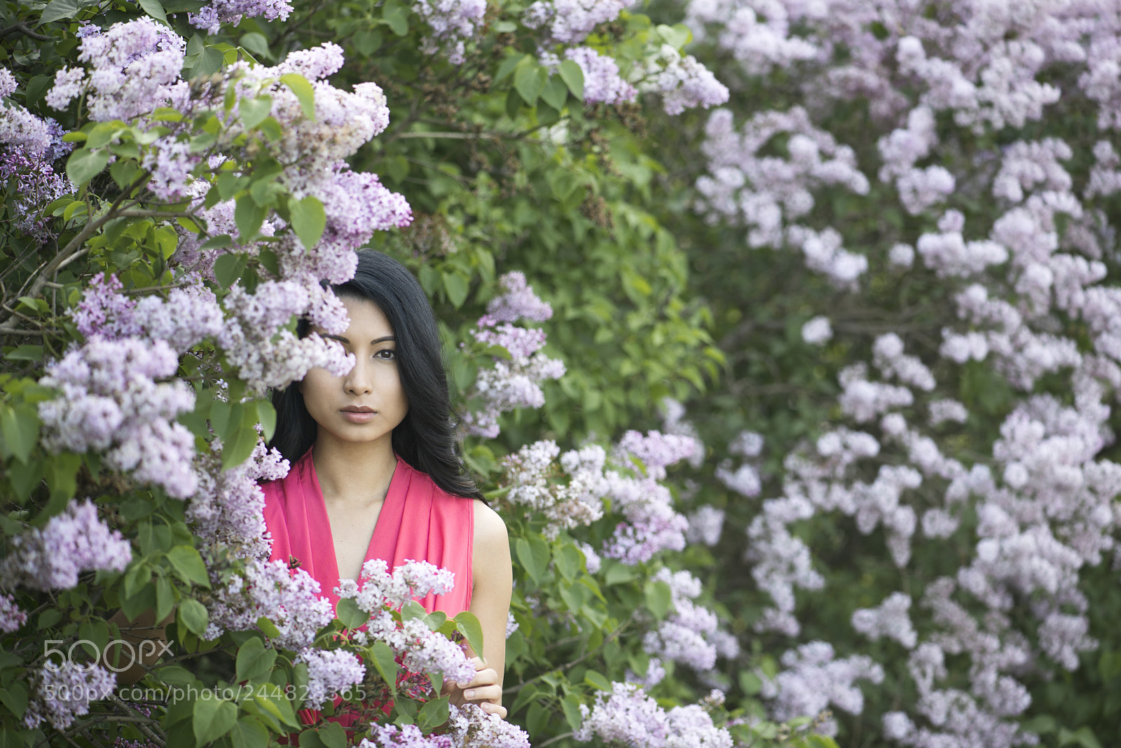 Nikon D800 sample photo. Lilacs photography