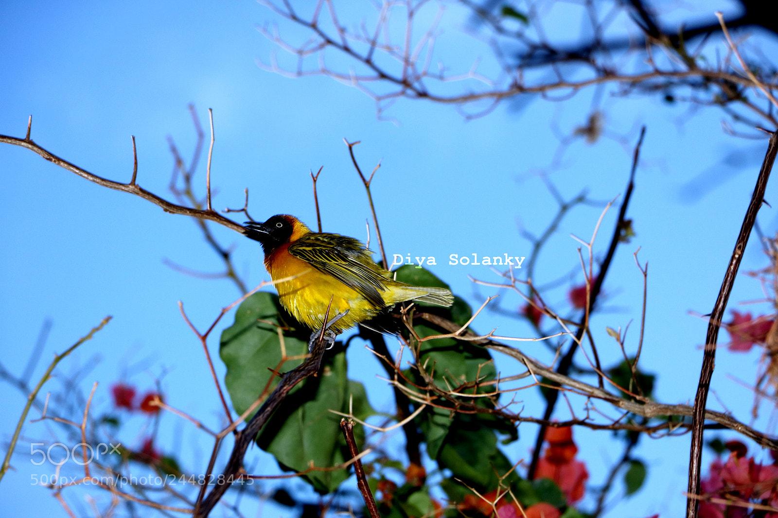 Canon EOS 750D (EOS Rebel T6i / EOS Kiss X8i) sample photo. Amlookingformyfriend photography