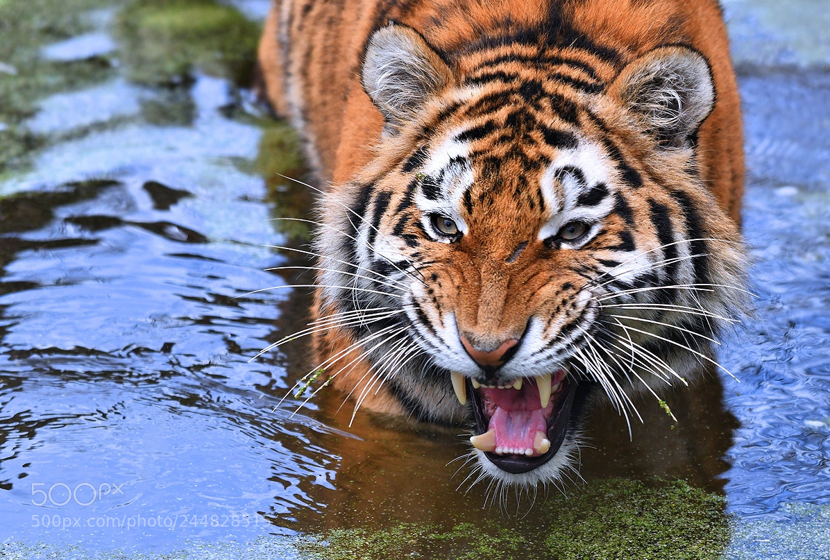Nikon D850 sample photo. Tiger photography