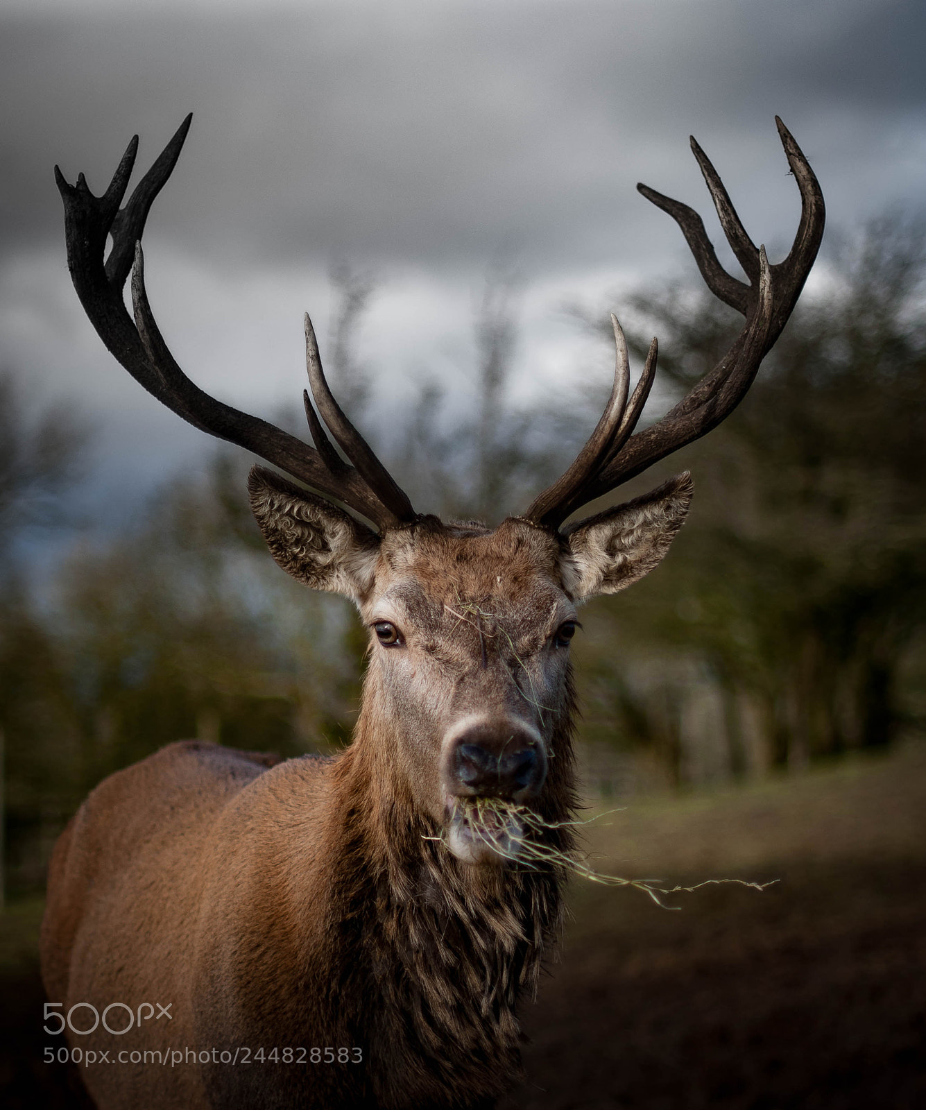 Nikon D90 sample photo. Deer photography