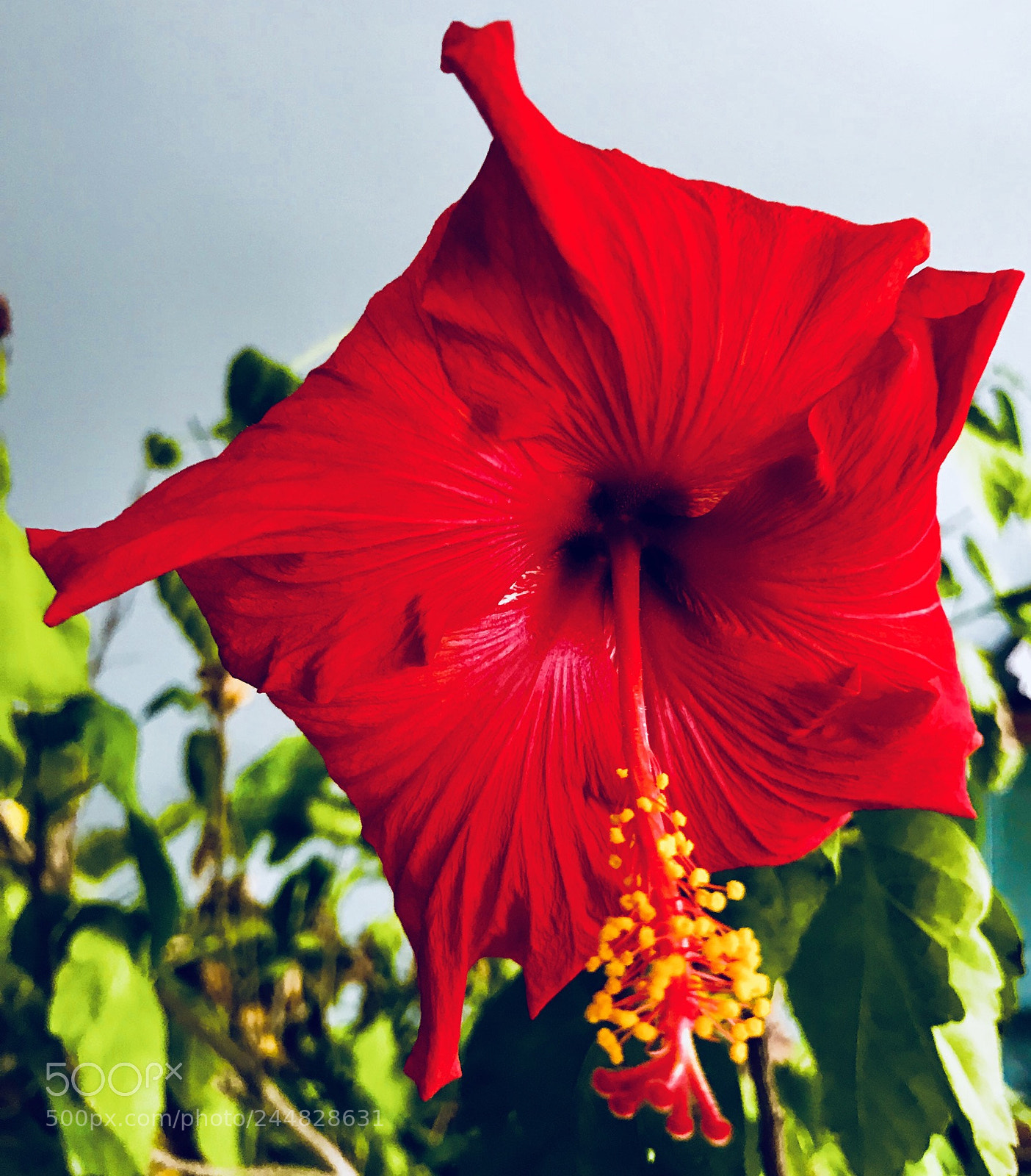 Apple iPhone 7 sample photo. Fresh bloom photography