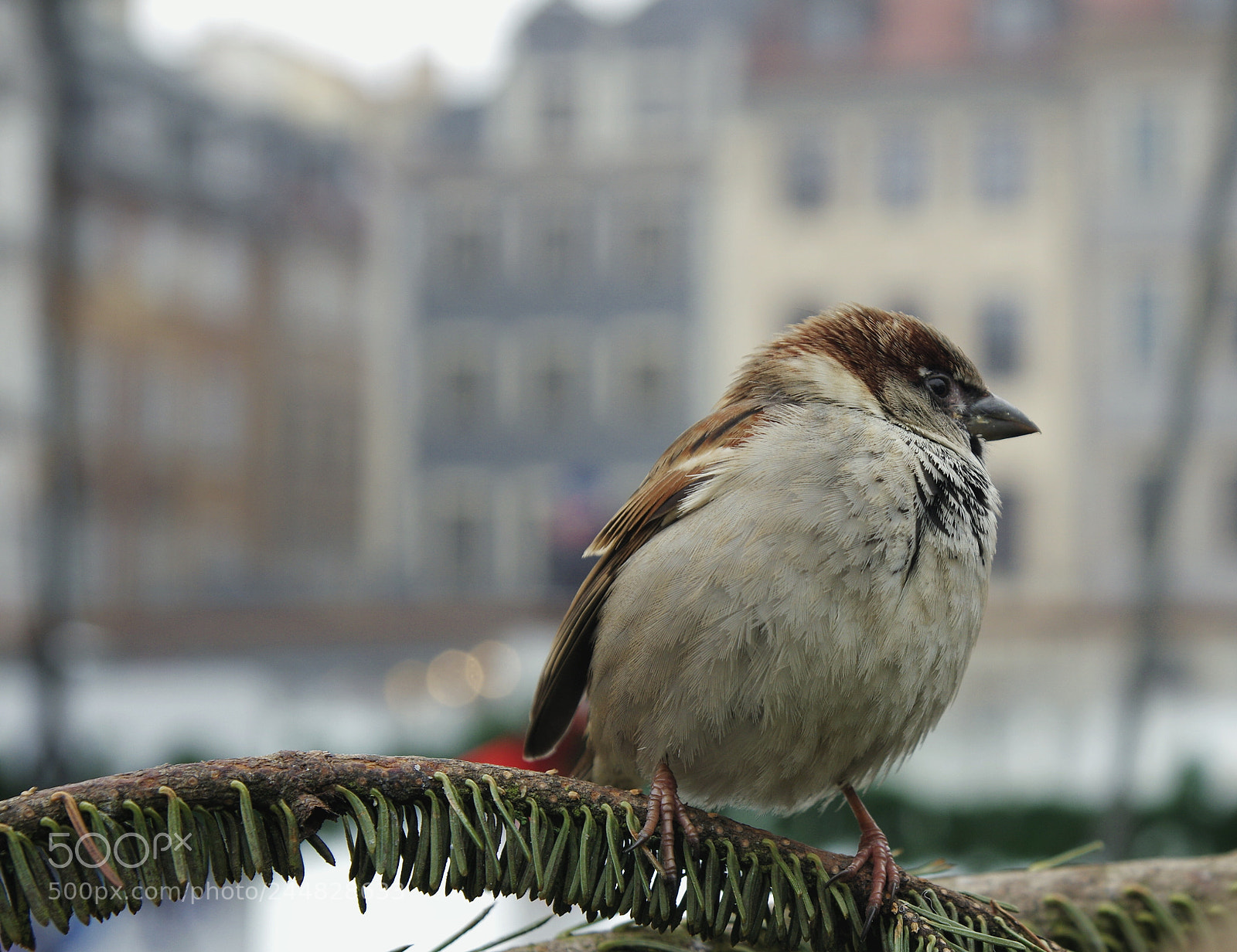 Pentax K-3 sample photo. Passerotto photography