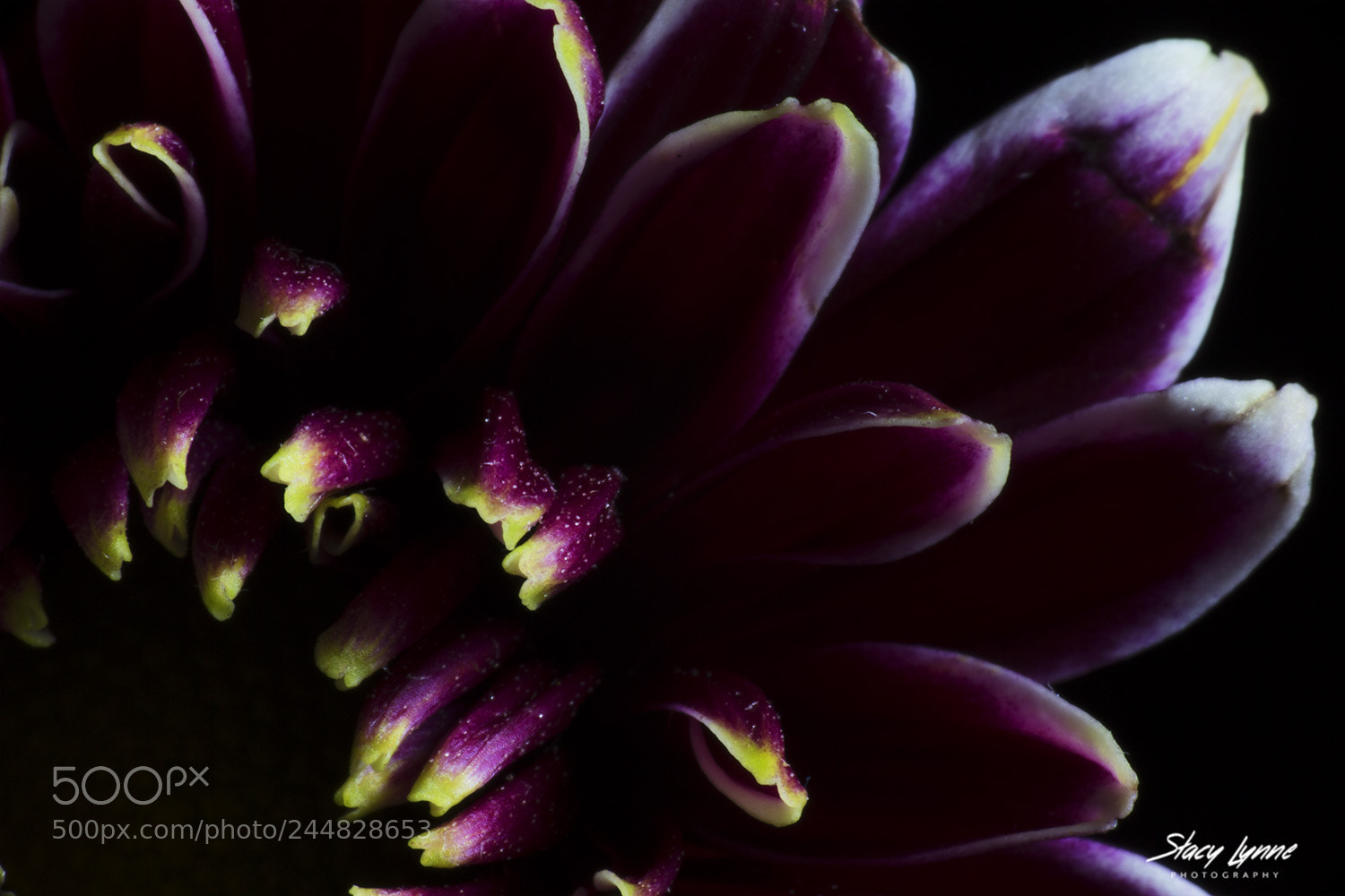 Canon EOS-1D X sample photo. Spray mums photography