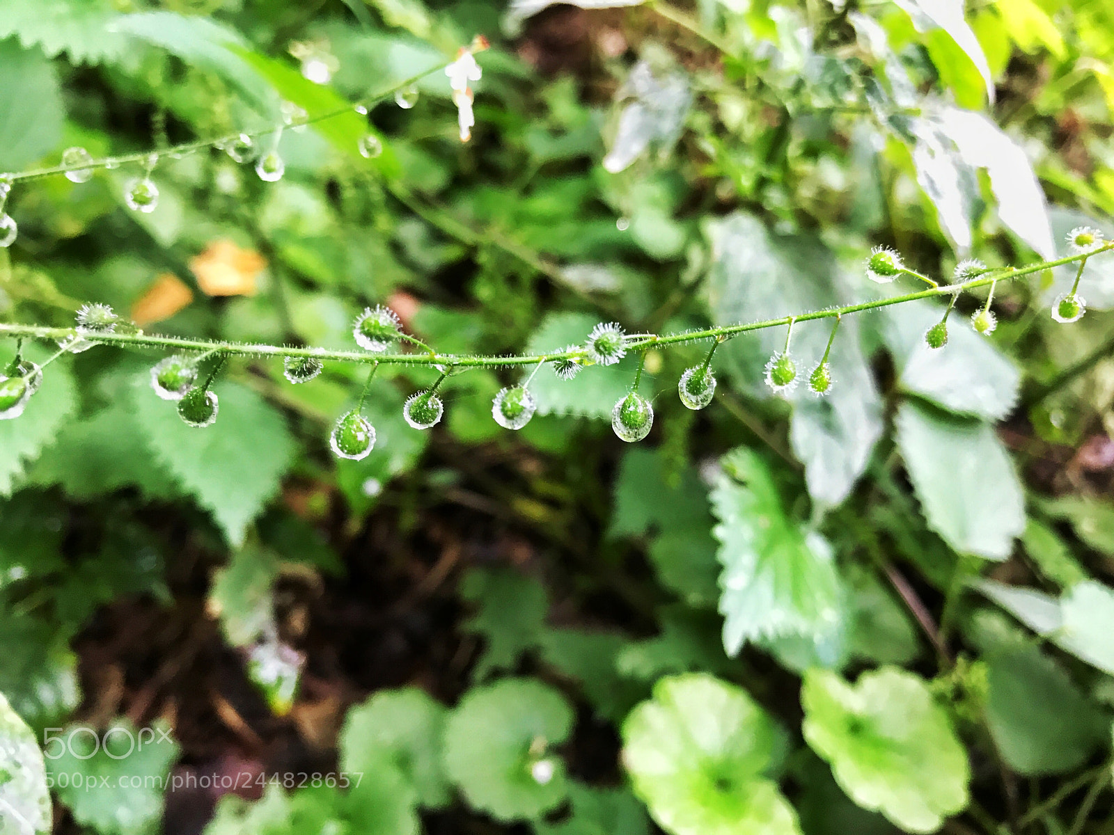 Apple iPhone 7 Plus sample photo. Green photography