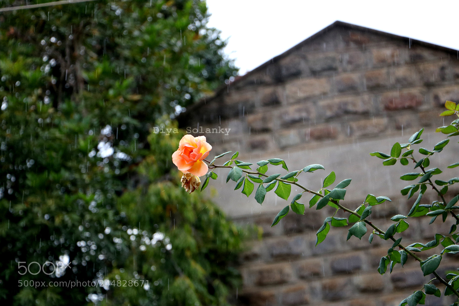Canon EOS 750D (EOS Rebel T6i / EOS Kiss X8i) sample photo. Letmefeeltheraindrop photography