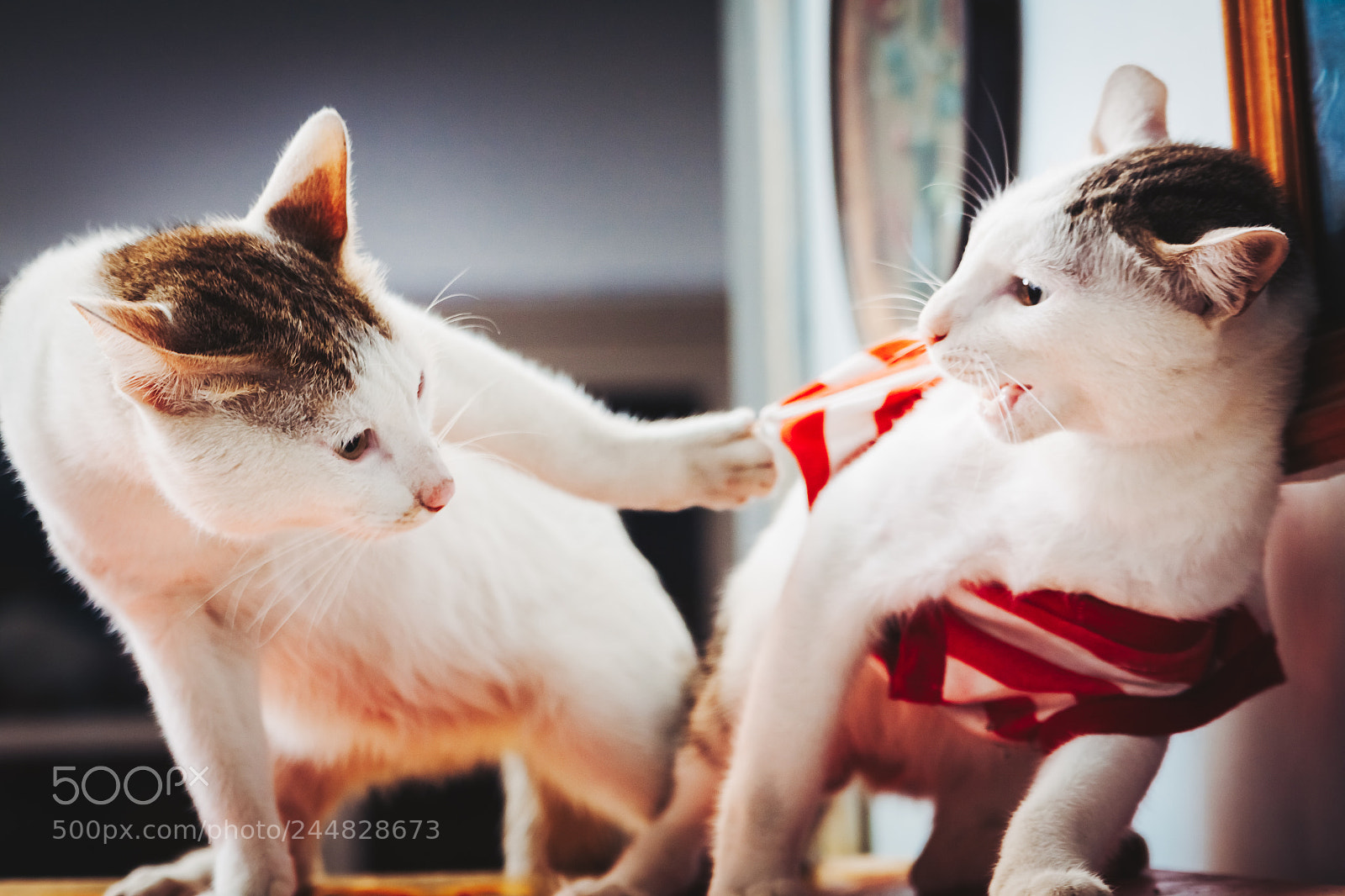 Canon EOS 50D sample photo. Clothes fighting photography