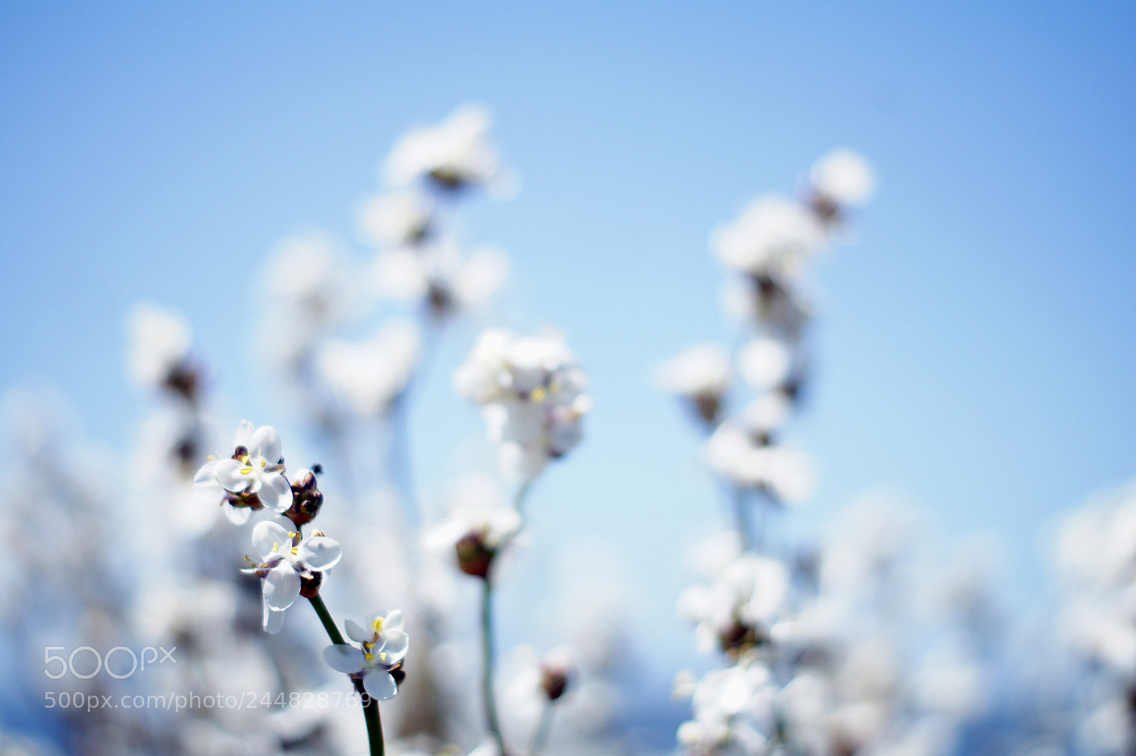 Sony Alpha DSLR-A450 sample photo. Happiness in the sky photography