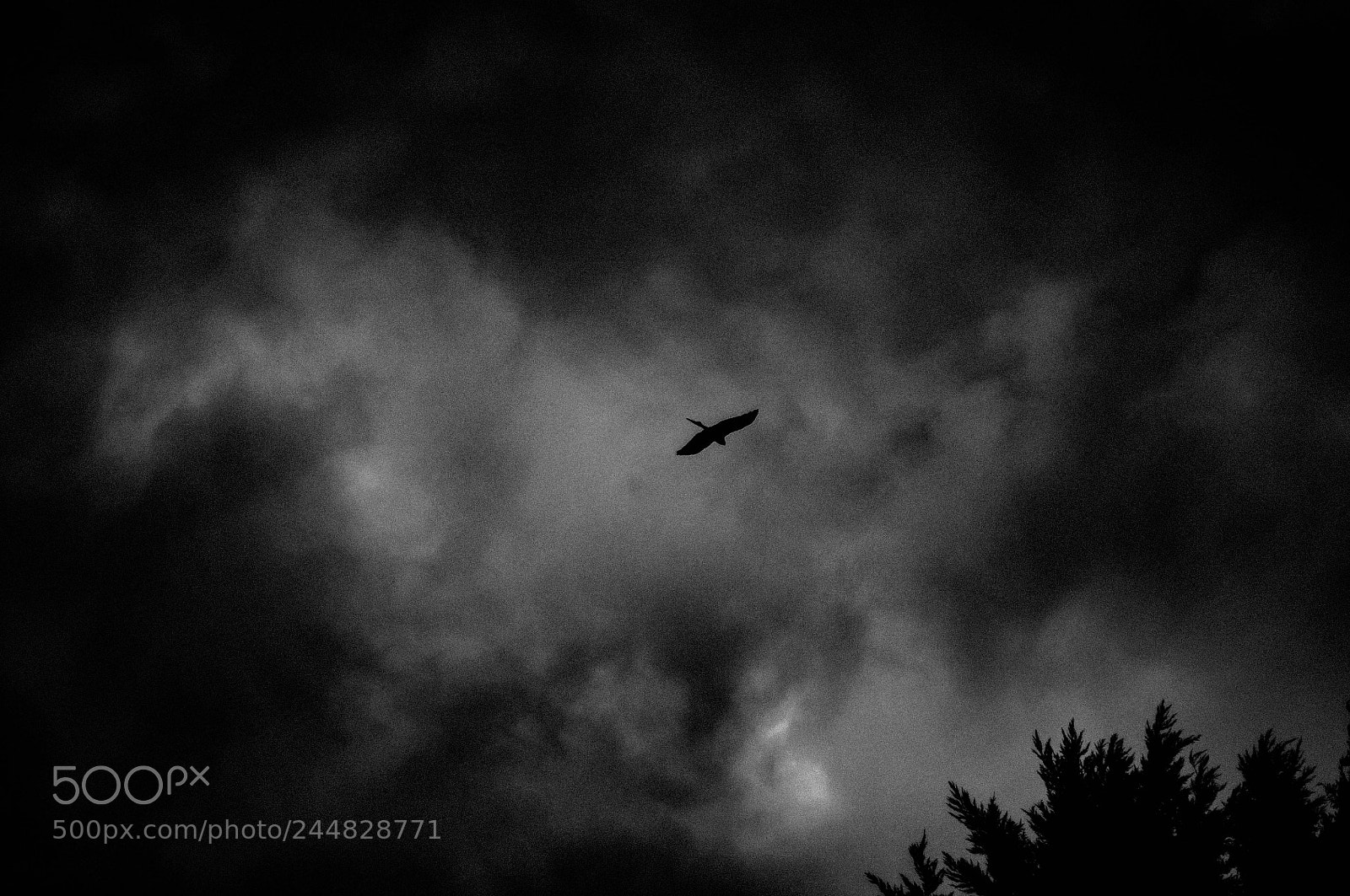 Nikon D90 sample photo. Bird photography