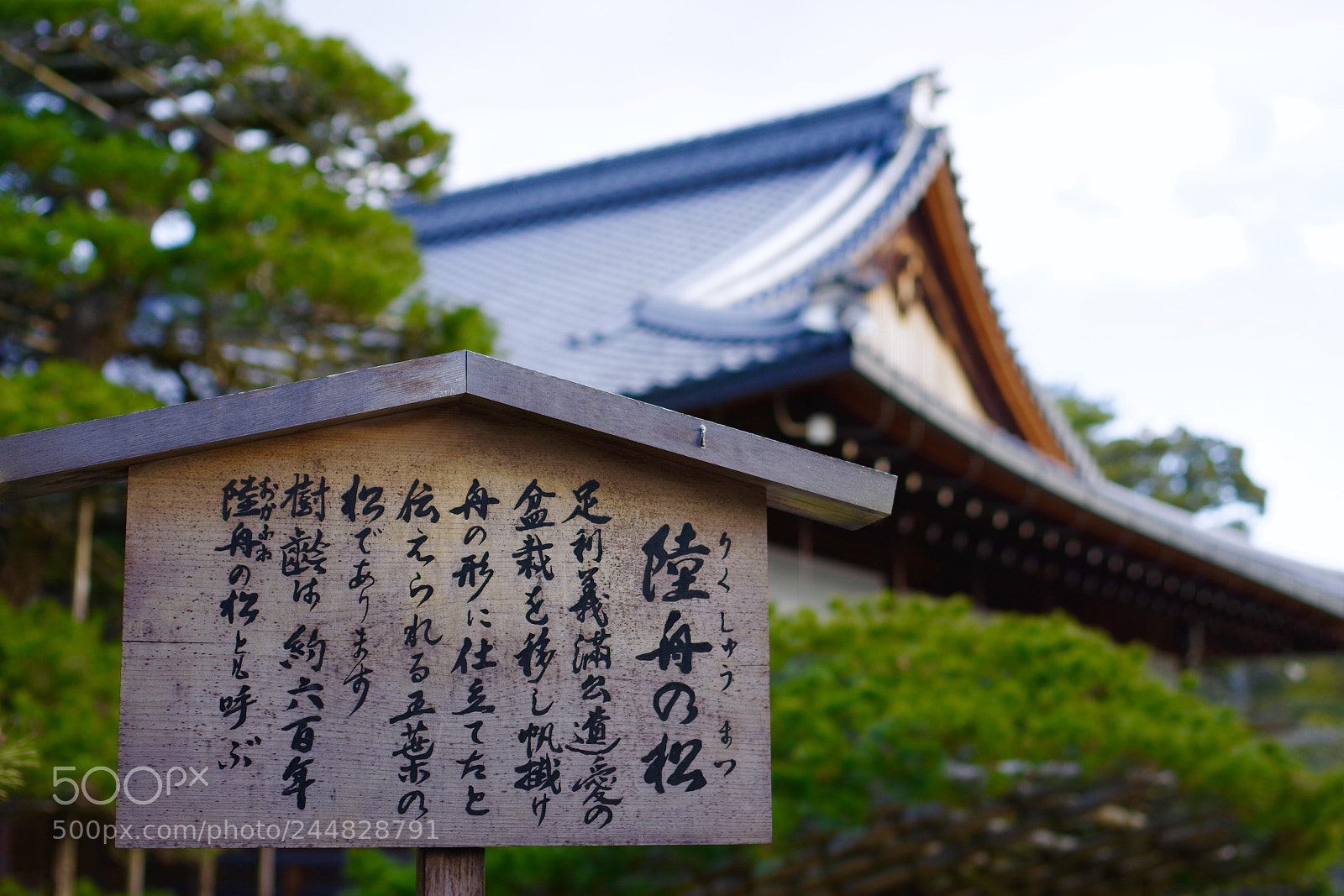 Pentax K-70 sample photo. 陸舟の松 photography