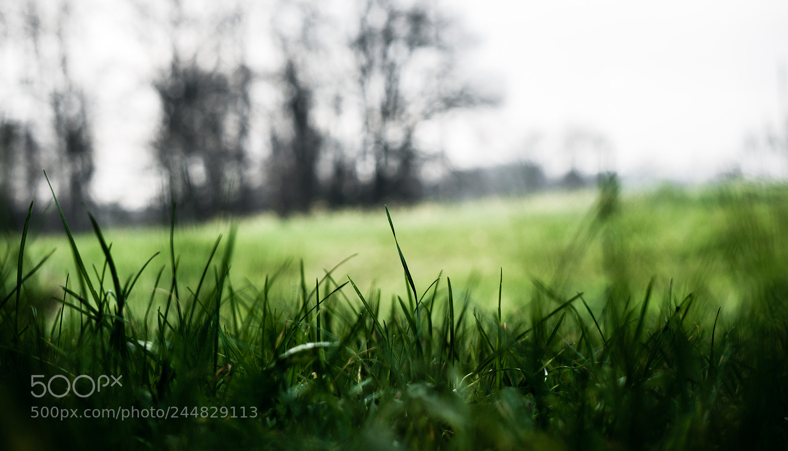 Sony Alpha NEX-5R sample photo. Lies photography