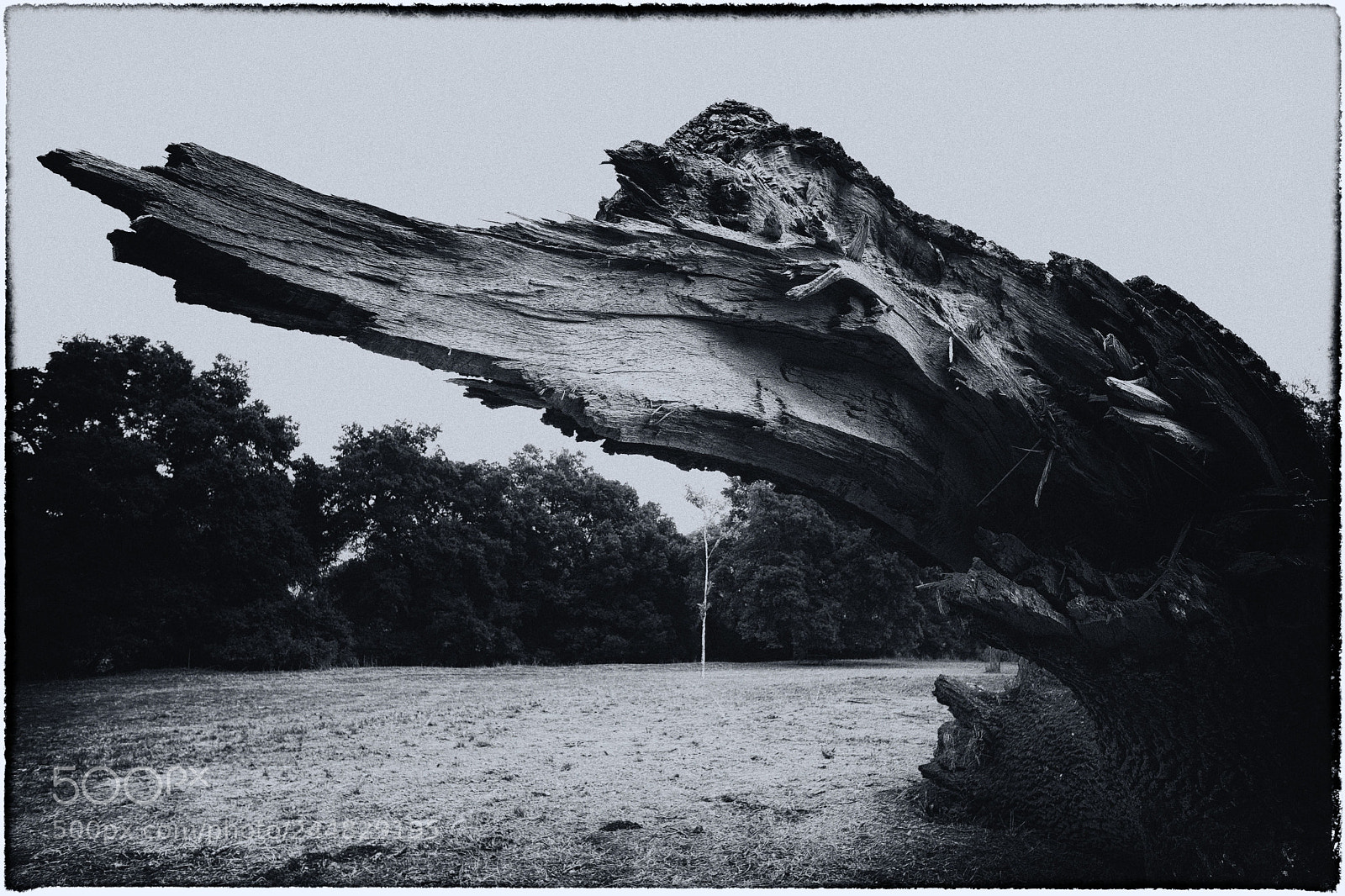 Fujifilm X-Pro2 sample photo. Magnificent tree trunk...death is photography