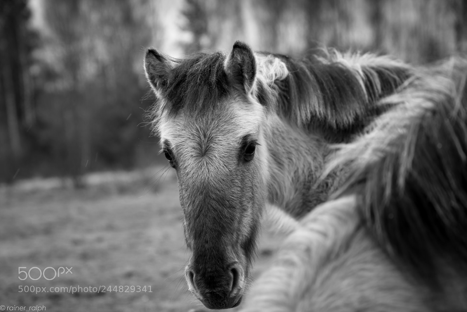 Sony a7R III sample photo. Wild horses i photography