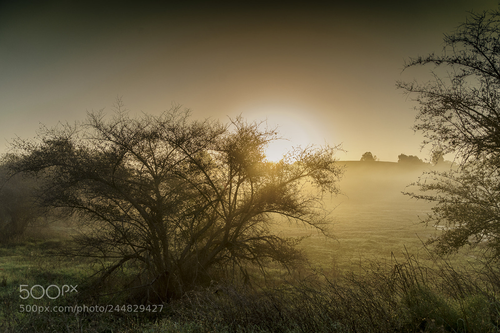 Sony a7 II sample photo. Sunrise at ruahma bedlands photography